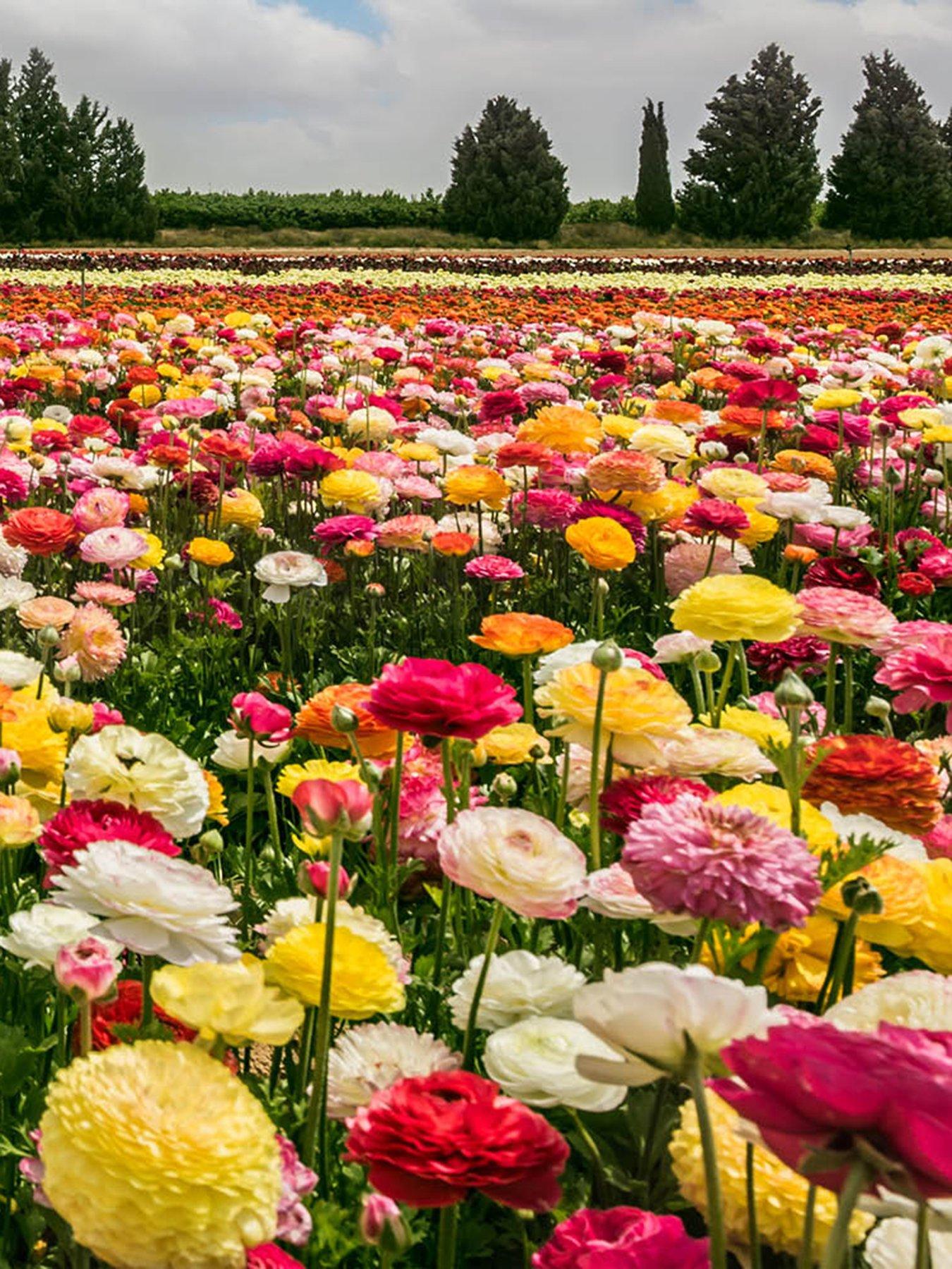 front image of you-garden-ranunculus-mixed-50-bulbs