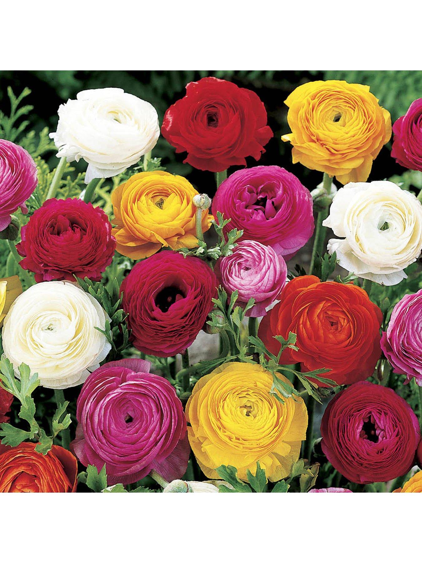  image of you-garden-ranunculus-mixed-50-bulbs