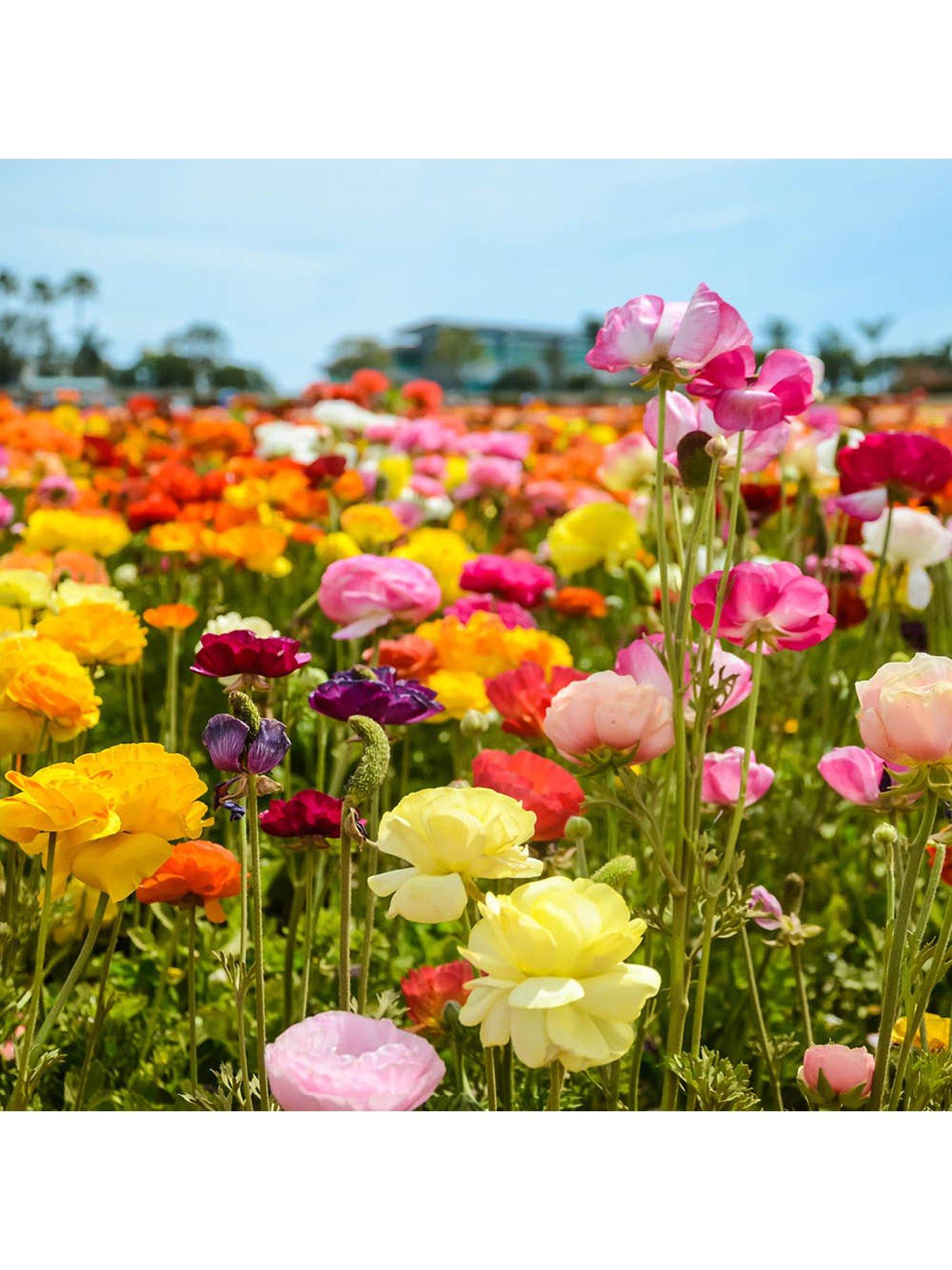  image of you-garden-ranunculus-mixed-50-bulbs