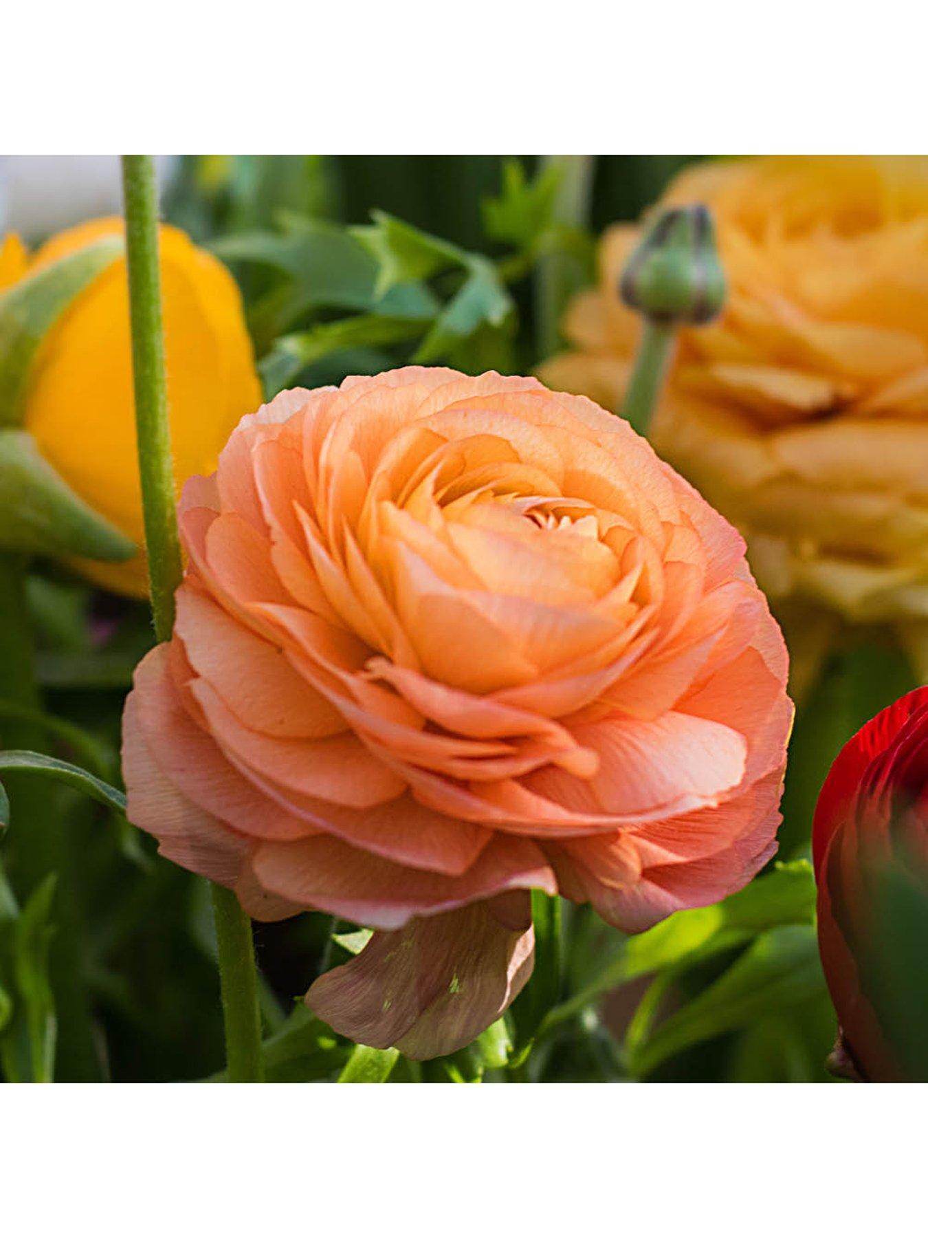  image of you-garden-ranunculus-mixed-50-bulbs