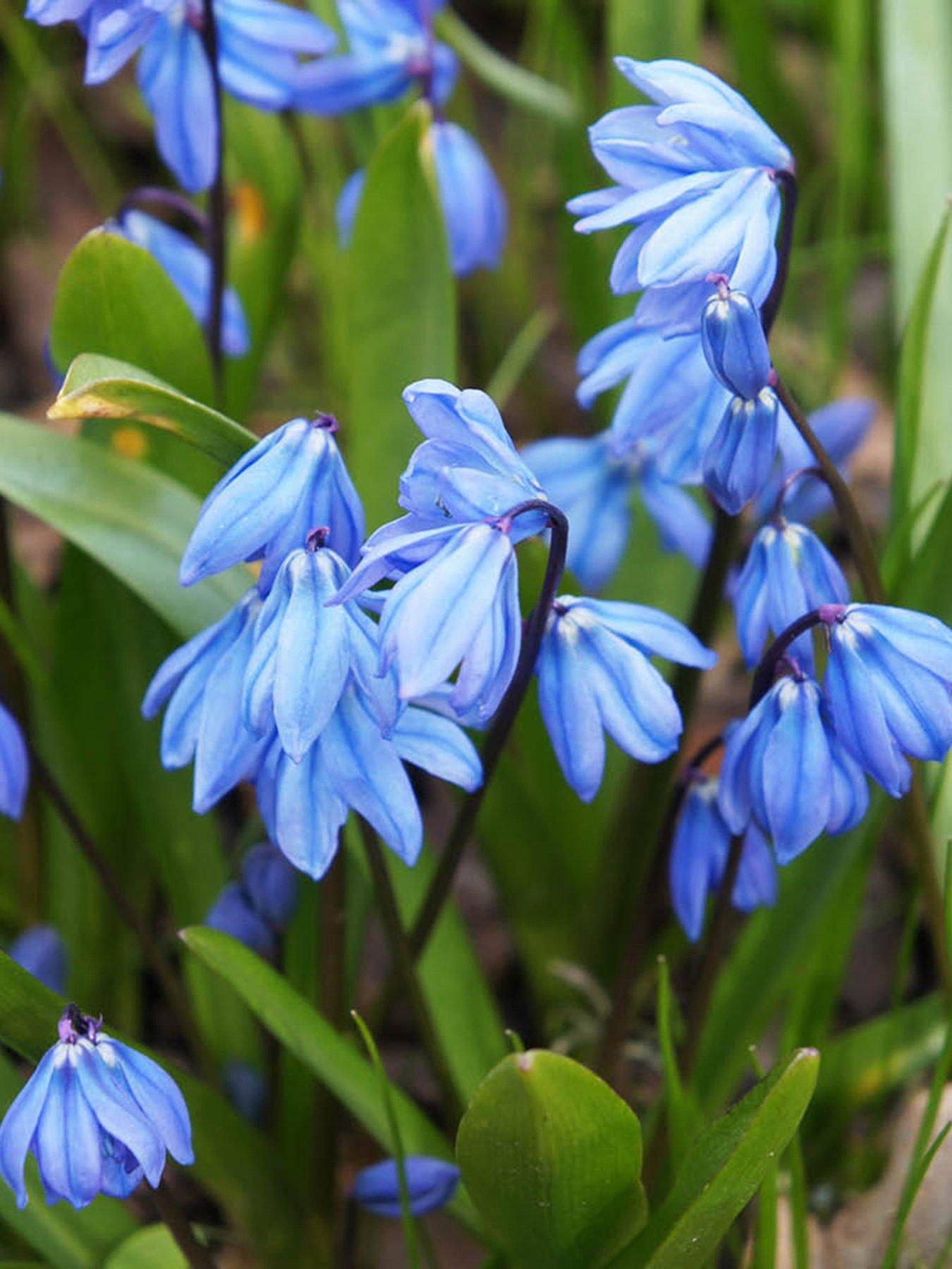  image of you-garden-siberian-squill-scilla-siberica-80-bulbs