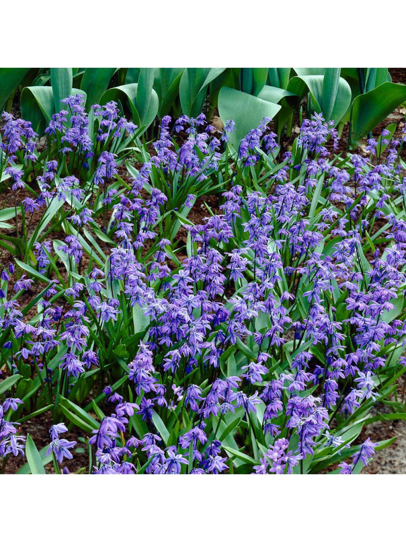  image of you-garden-siberian-squill-scilla-siberica-80-bulbs
