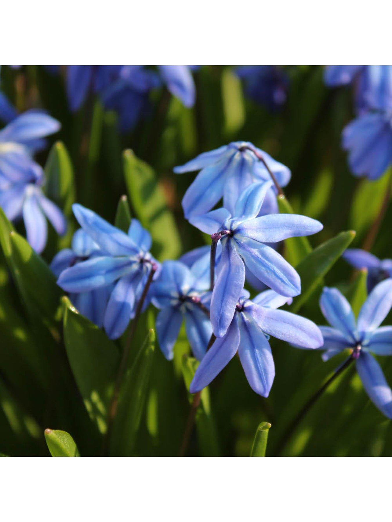  image of you-garden-siberian-squill-scilla-siberica-80-bulbs