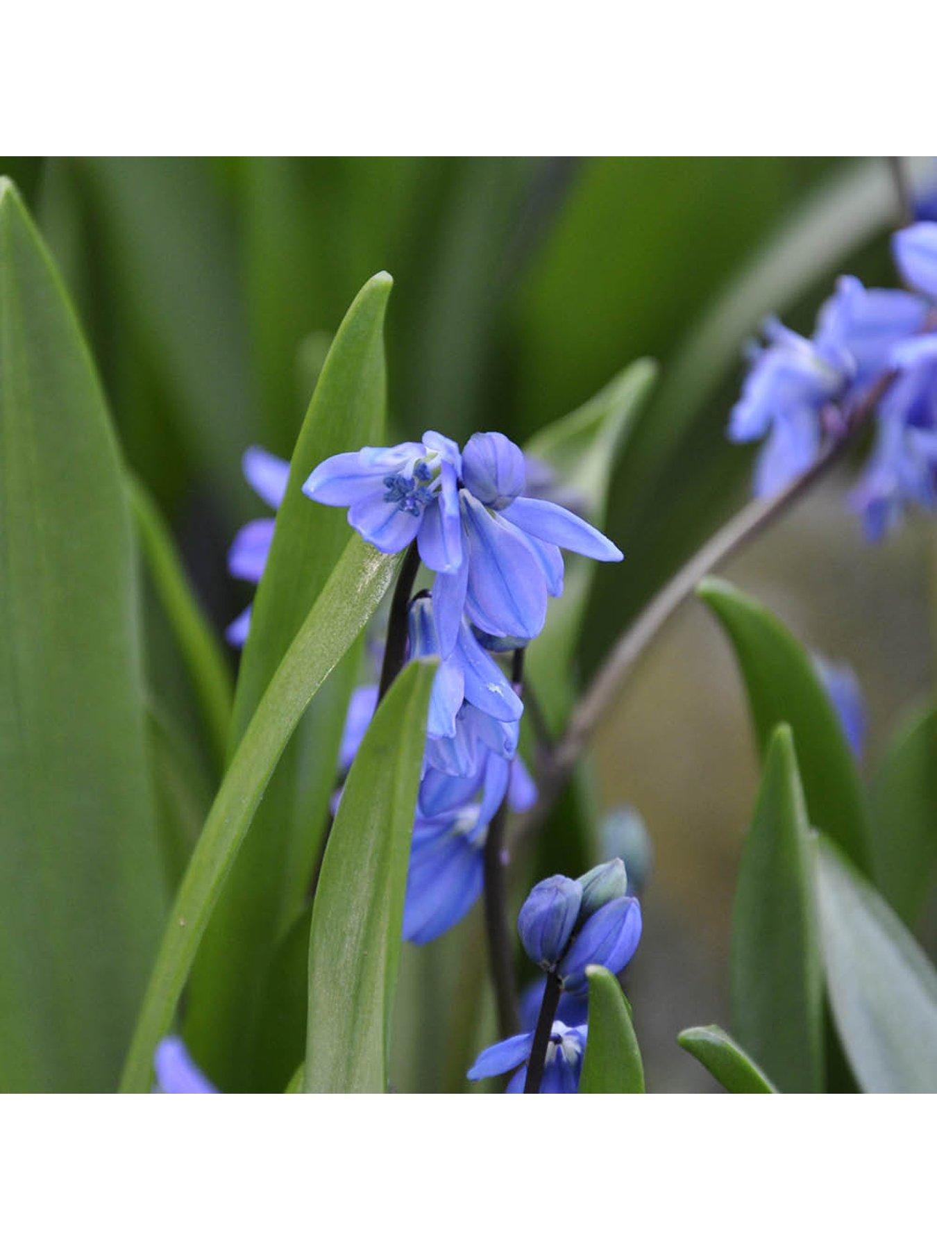  image of you-garden-siberian-squill-scilla-siberica-80-bulbs