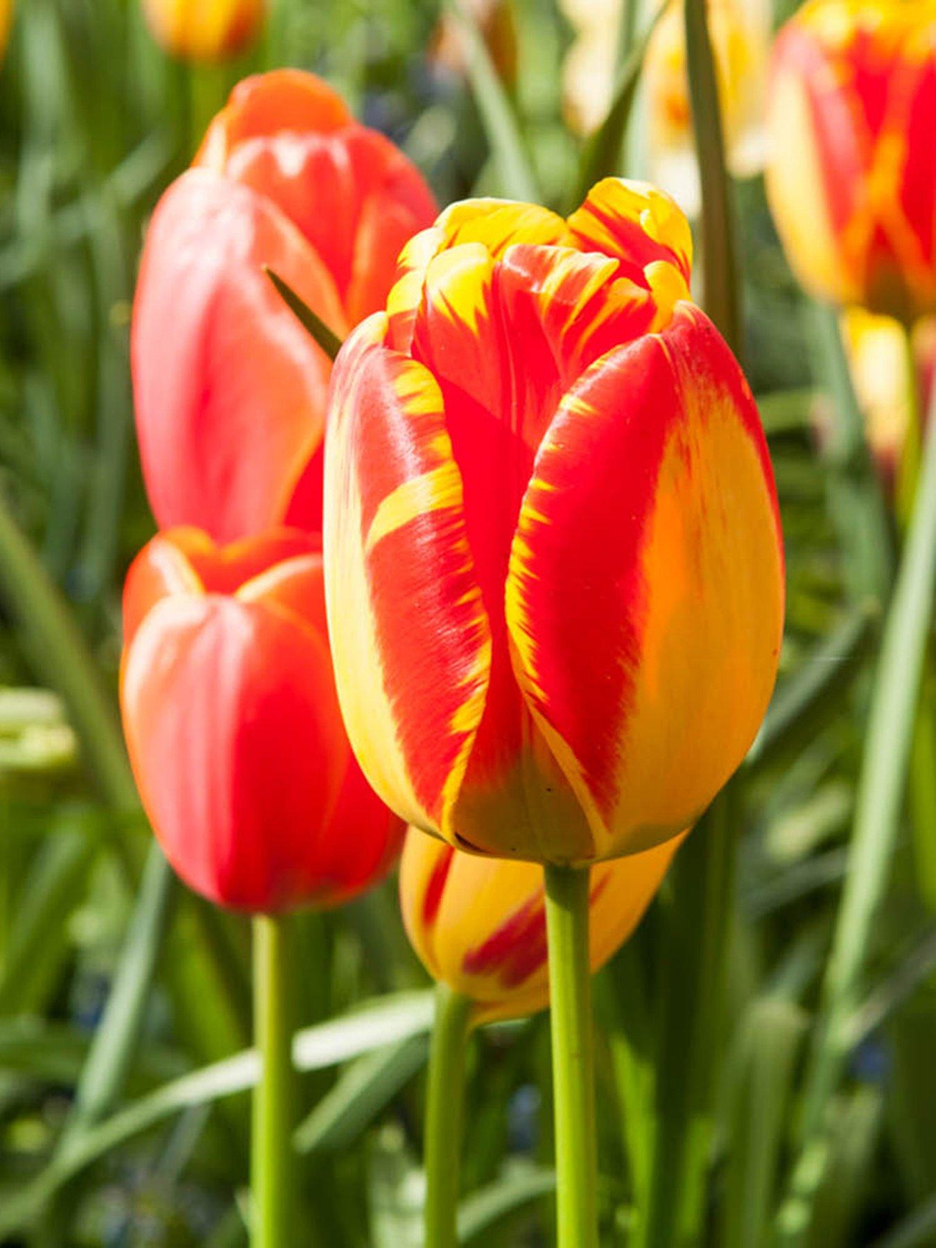 front image of you-garden-tulip-banja-luka-24-bulbs
