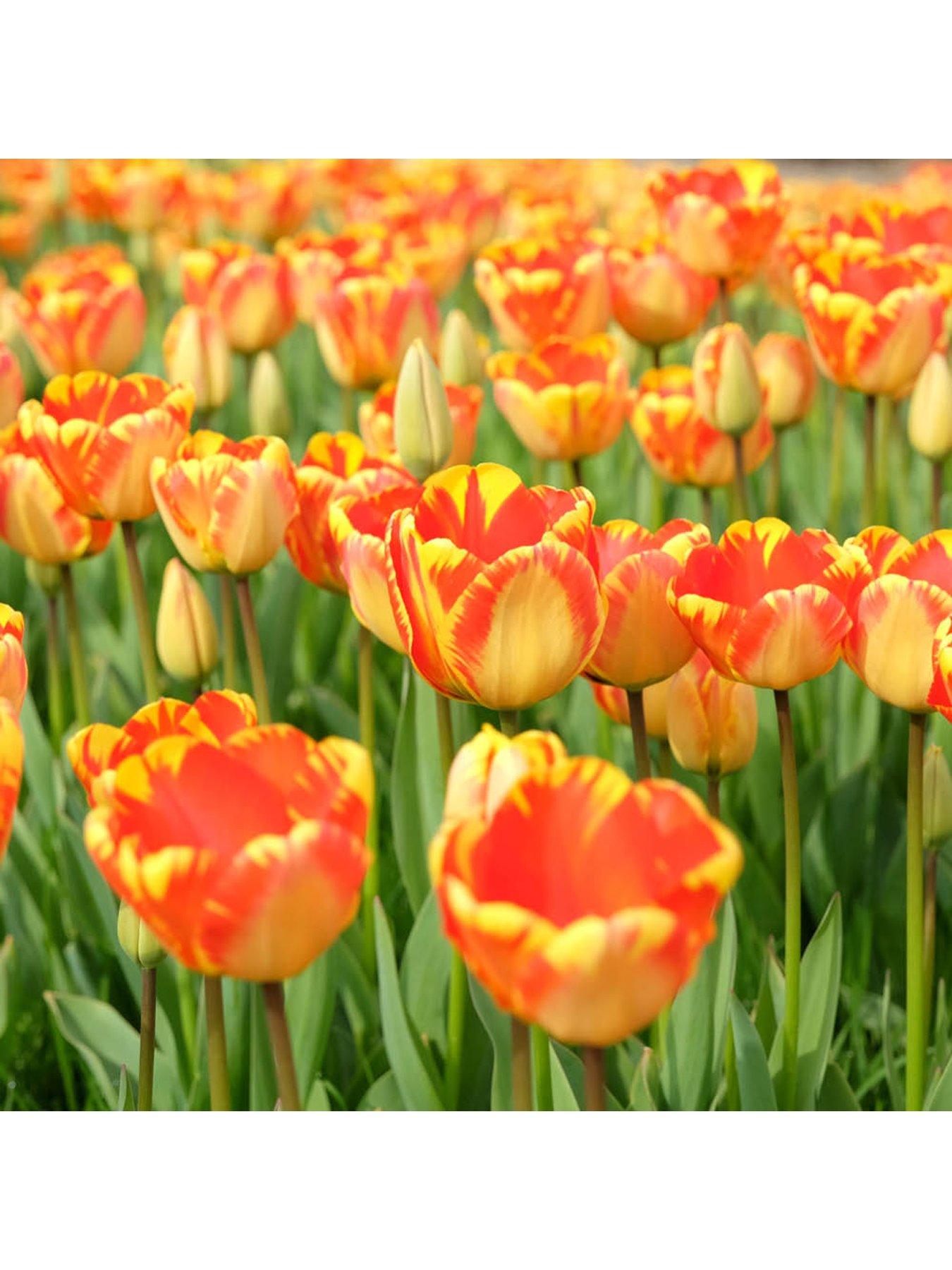 stillFront image of you-garden-tulip-banja-luka-24-bulbs