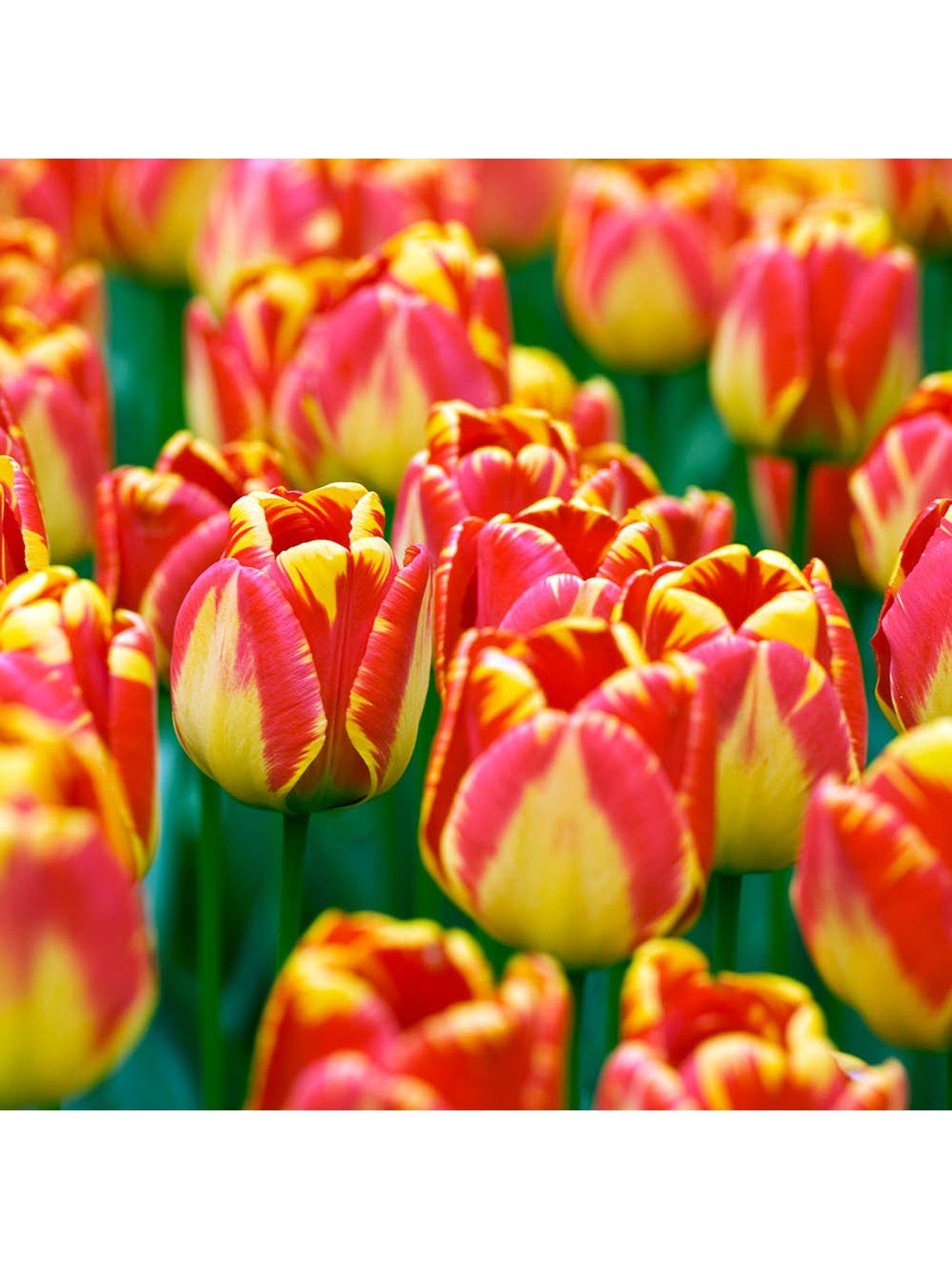  image of you-garden-tulip-banja-luka-24-bulbs