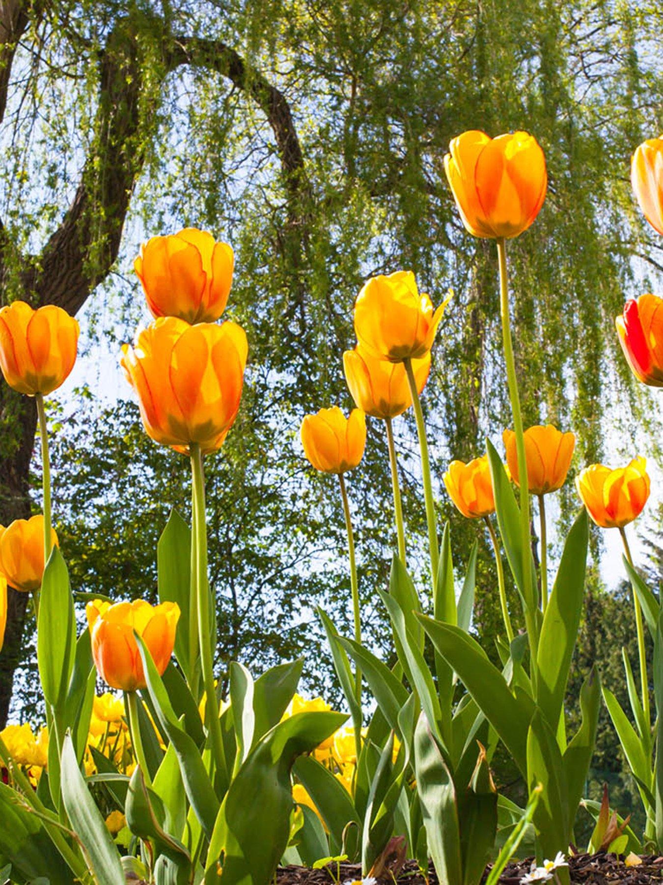 Image 1 of 5 of You Garden Tulip Blushing Apeldoorn (24 Bulbs)