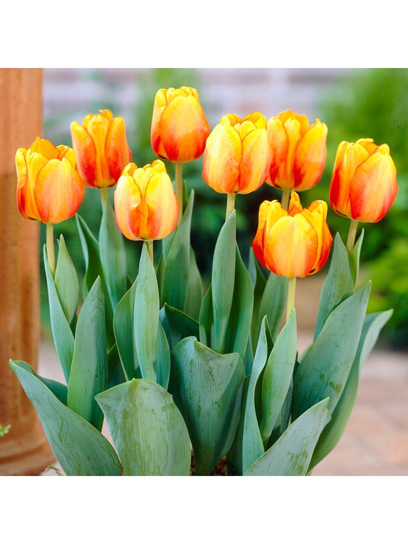 Image 3 of 5 of You Garden Tulip Blushing Apeldoorn (24 Bulbs)