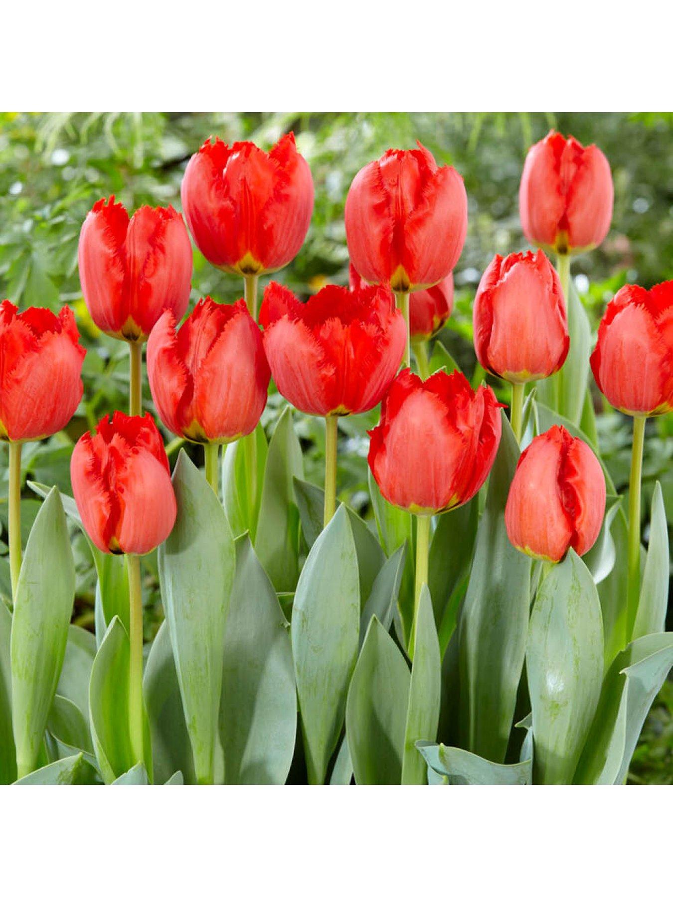 Image 2 of 3 of You Garden Tulip Crystal Beauty (24 Bulbs)