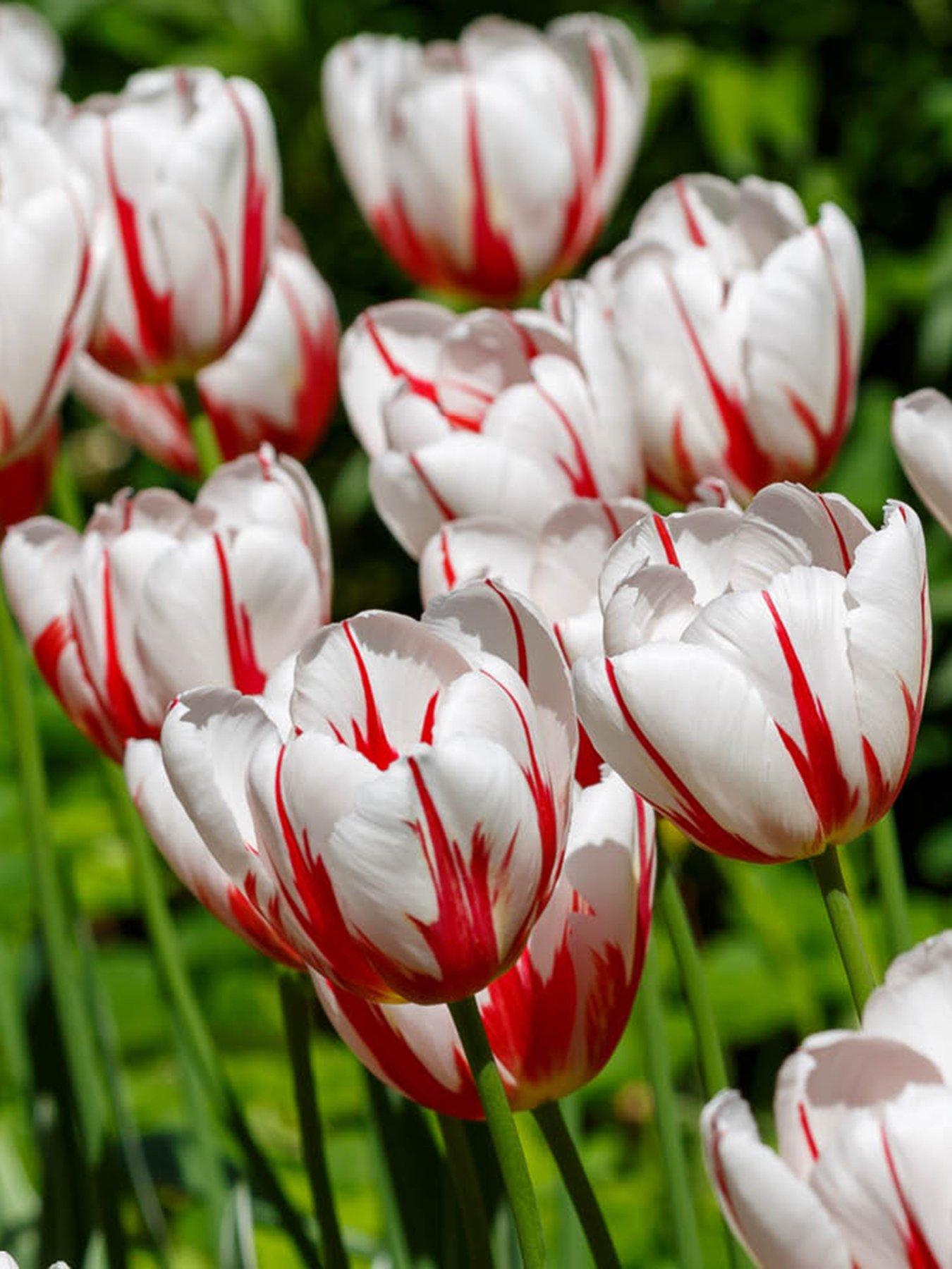 You Garden Tulip Happy Generation (24 Bulbs)