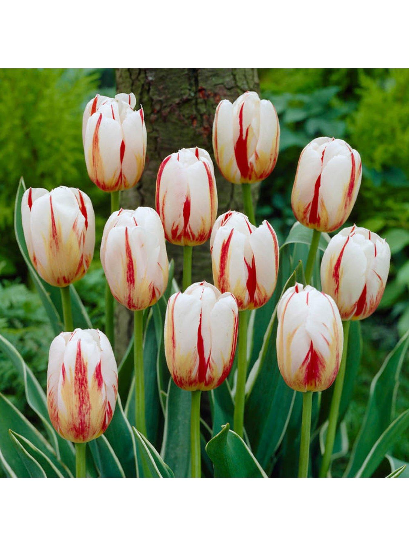 Image 3 of 7 of You Garden Tulip Happy Generation (24 Bulbs)