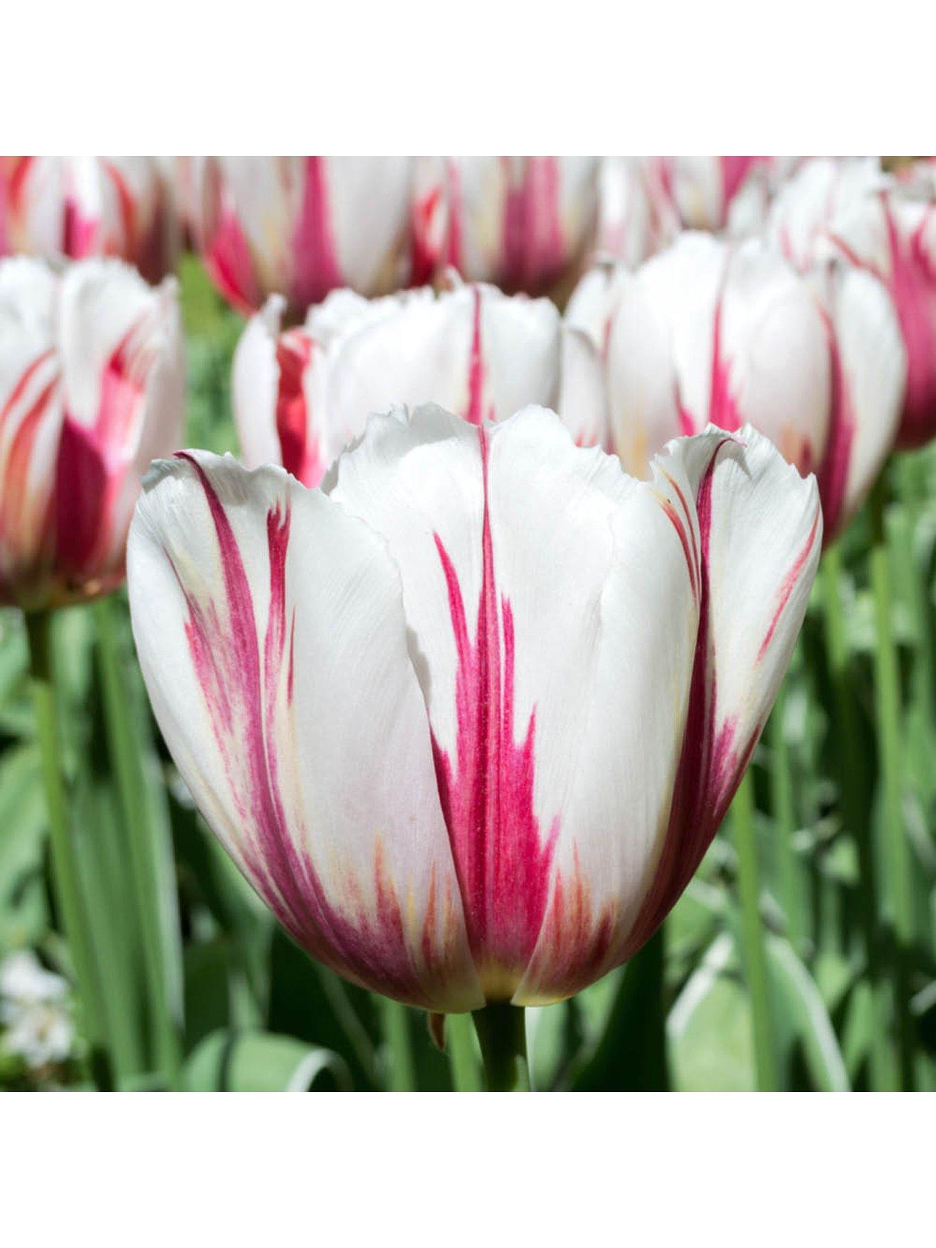 Image 4 of 7 of You Garden Tulip Happy Generation (24 Bulbs)