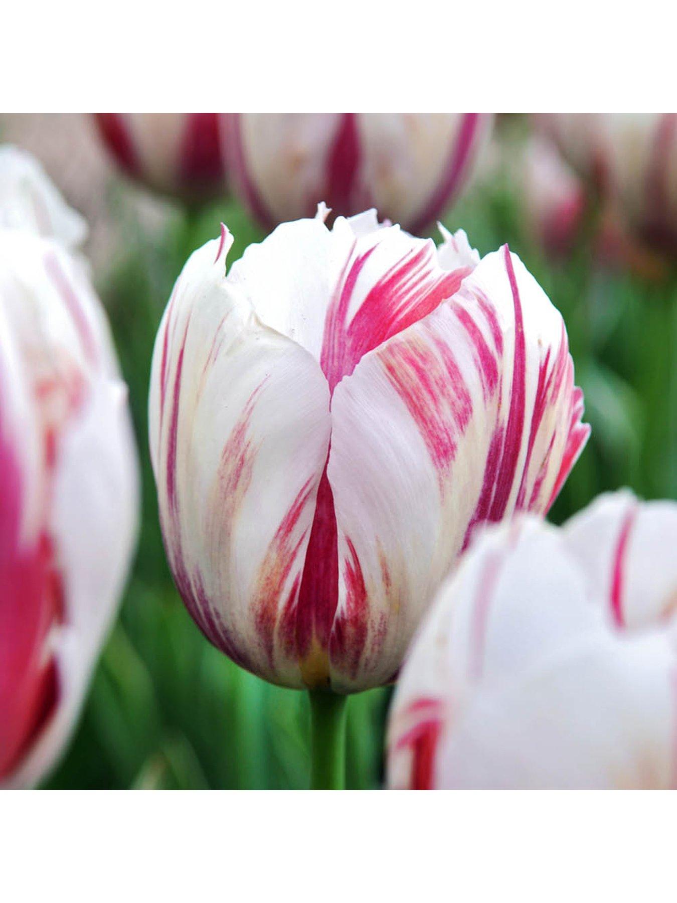 Image 6 of 7 of You Garden Tulip Happy Generation (24 Bulbs)