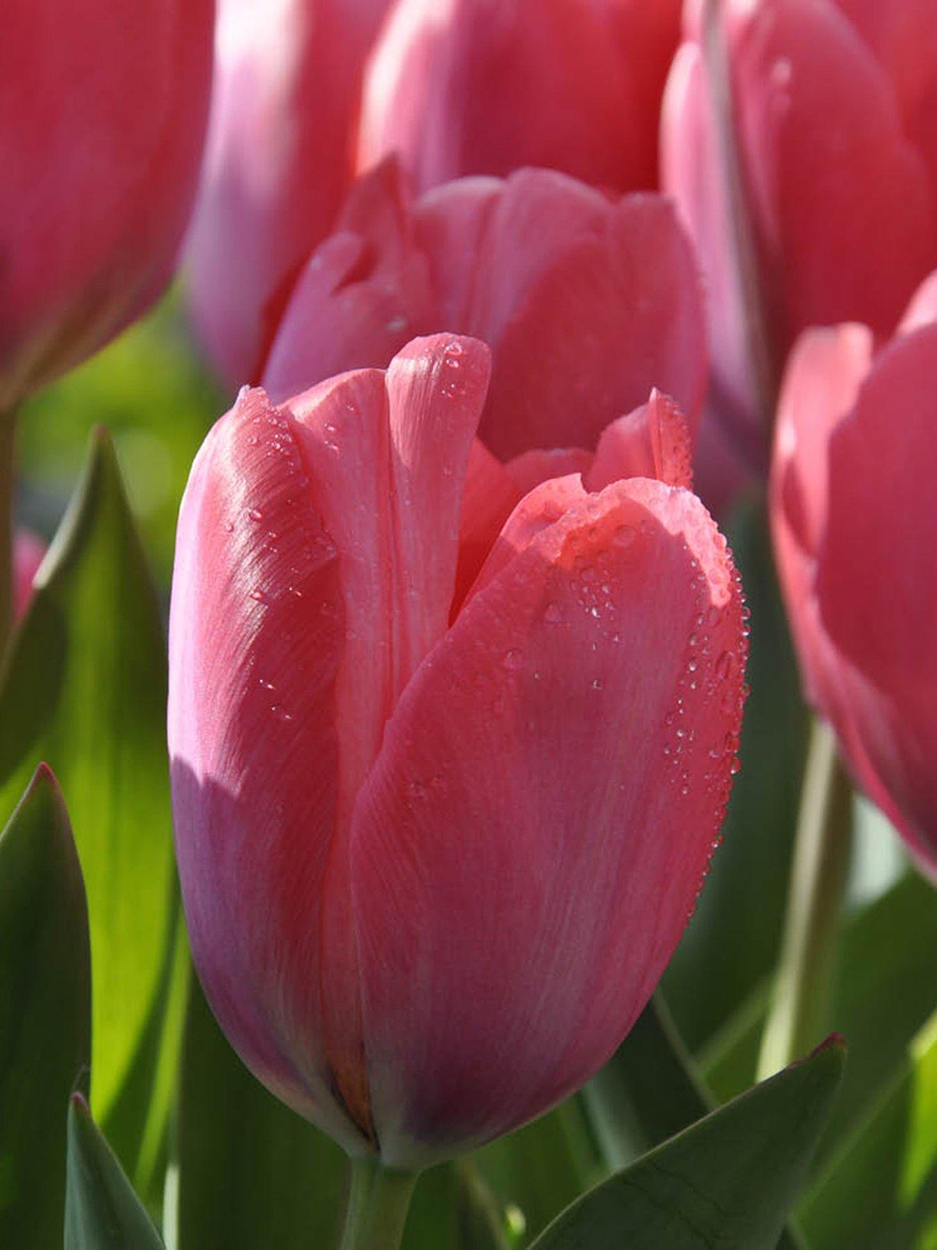 Image 1 of 3 of You Garden Tulip van Eijk (30 Bulbs)