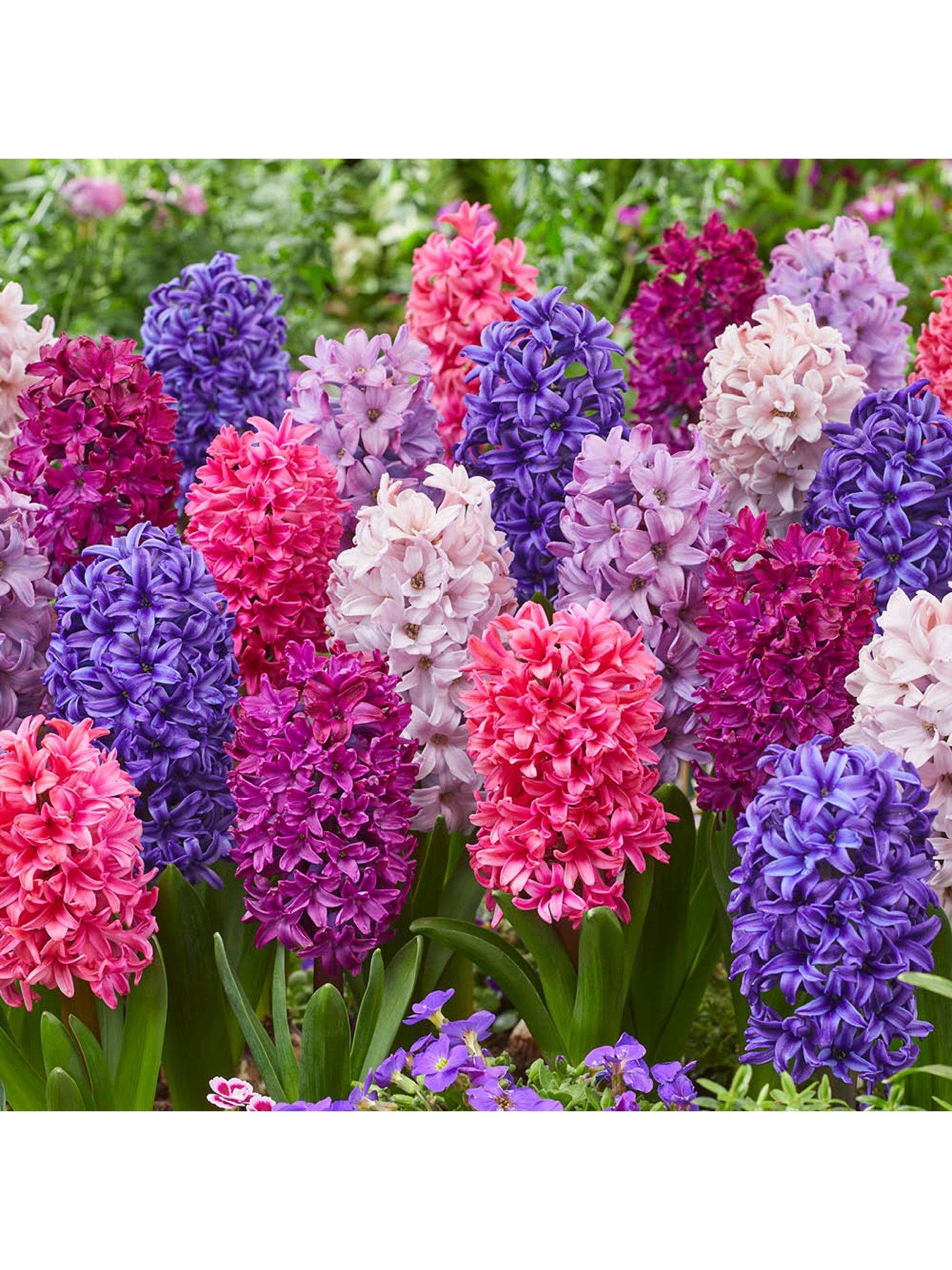  image of you-garden-hyacinth-berries-amp-cream-20-bulbs