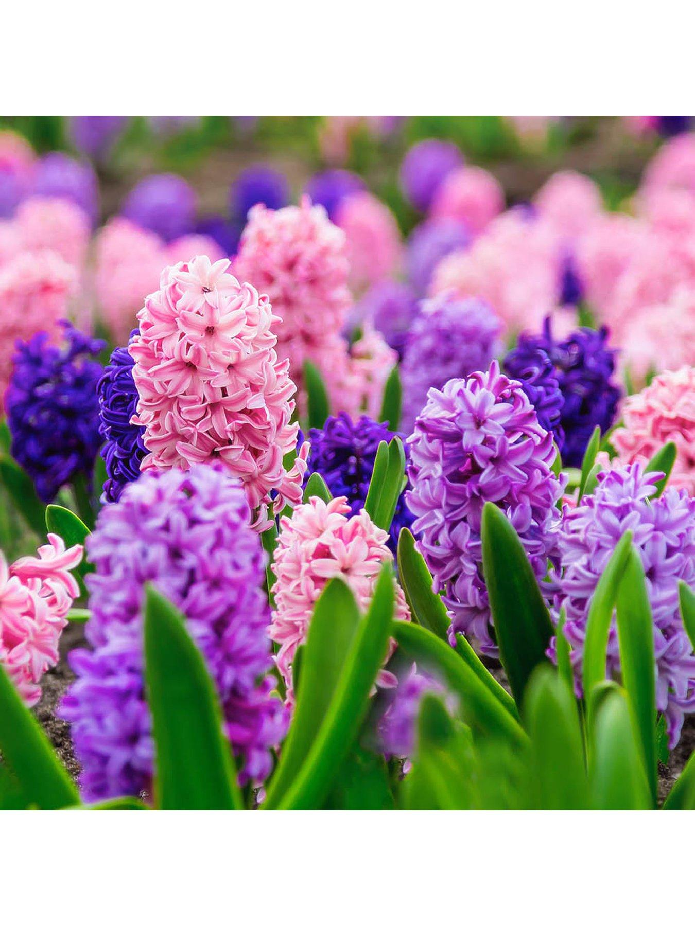  image of you-garden-hyacinth-berries-amp-cream-20-bulbs