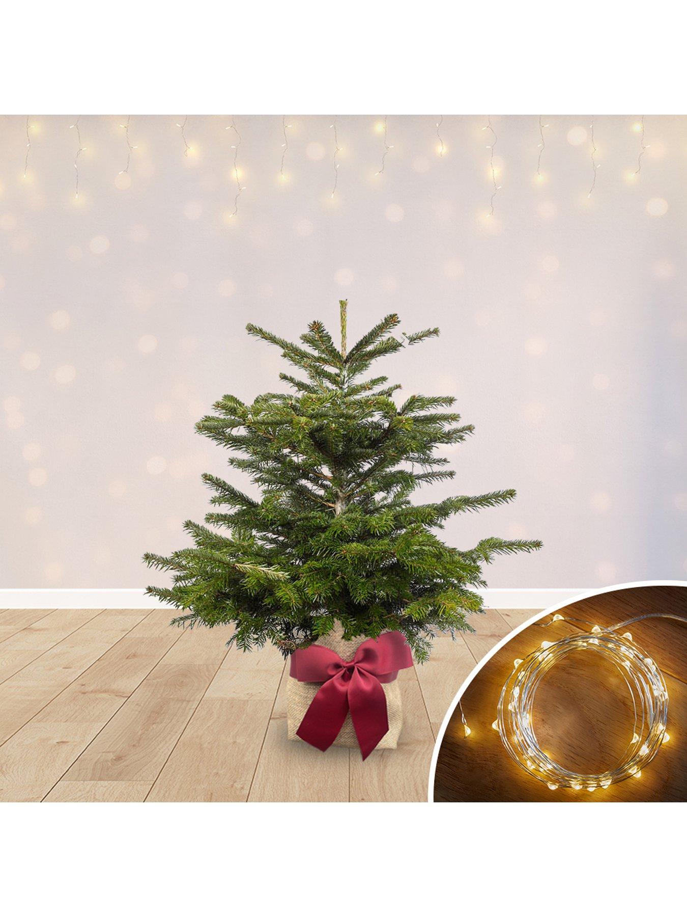 You Garden Gift Wrapped Nordmann Fir with Lights