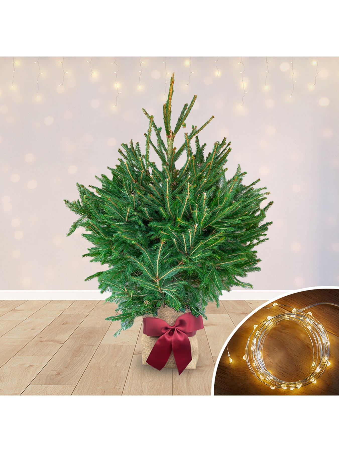 You Garden Gift Wrapped Norway Spruce with Lights