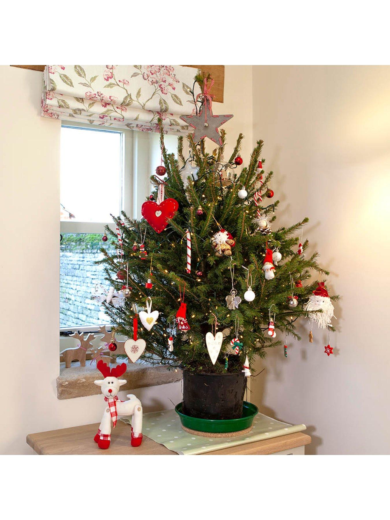 Image 3 of 5 of You Garden Gift Wrapped Norway Spruce with Lights