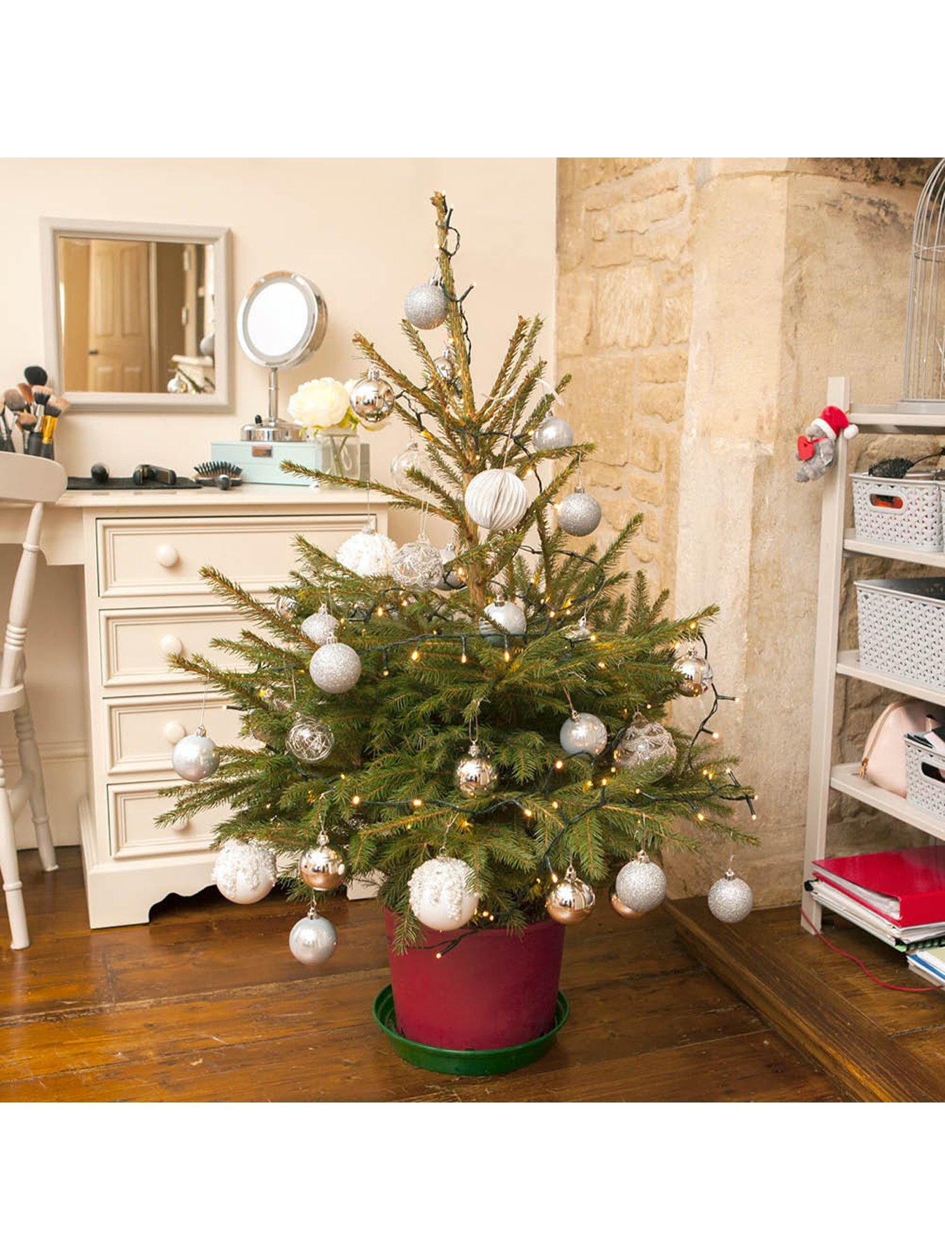 Image 4 of 5 of You Garden Gift Wrapped Norway Spruce with Lights