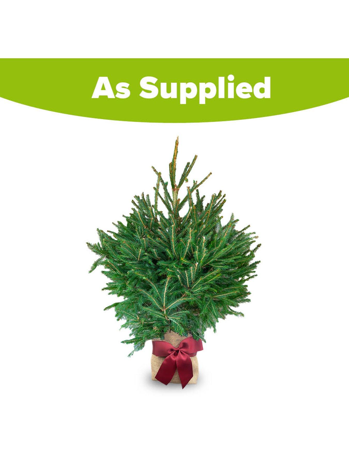 Image 5 of 5 of You Garden Gift Wrapped Norway Spruce with Lights