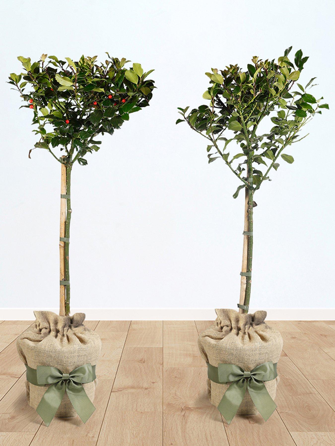 You Garden Pair of Gift Wrapped Standard Holly Trees