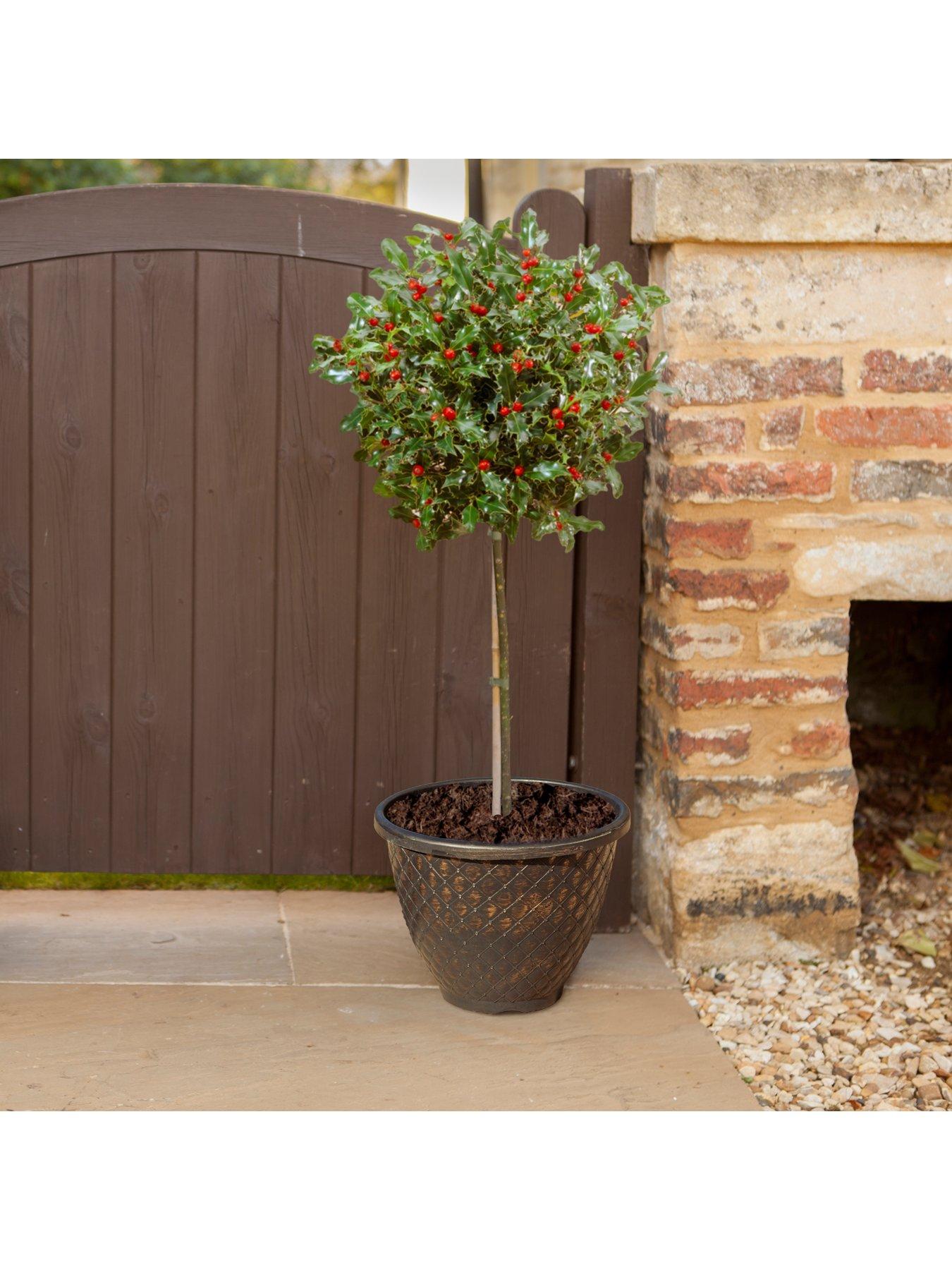  image of you-garden-pair-of-gift-wrapped-standard-holly-trees