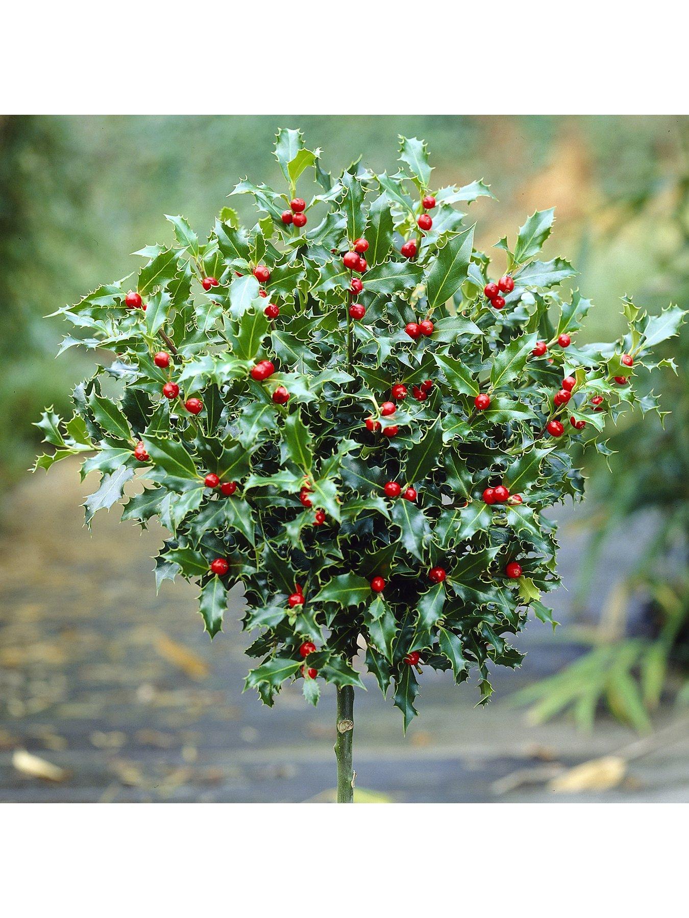  image of you-garden-pair-of-gift-wrapped-standard-holly-trees