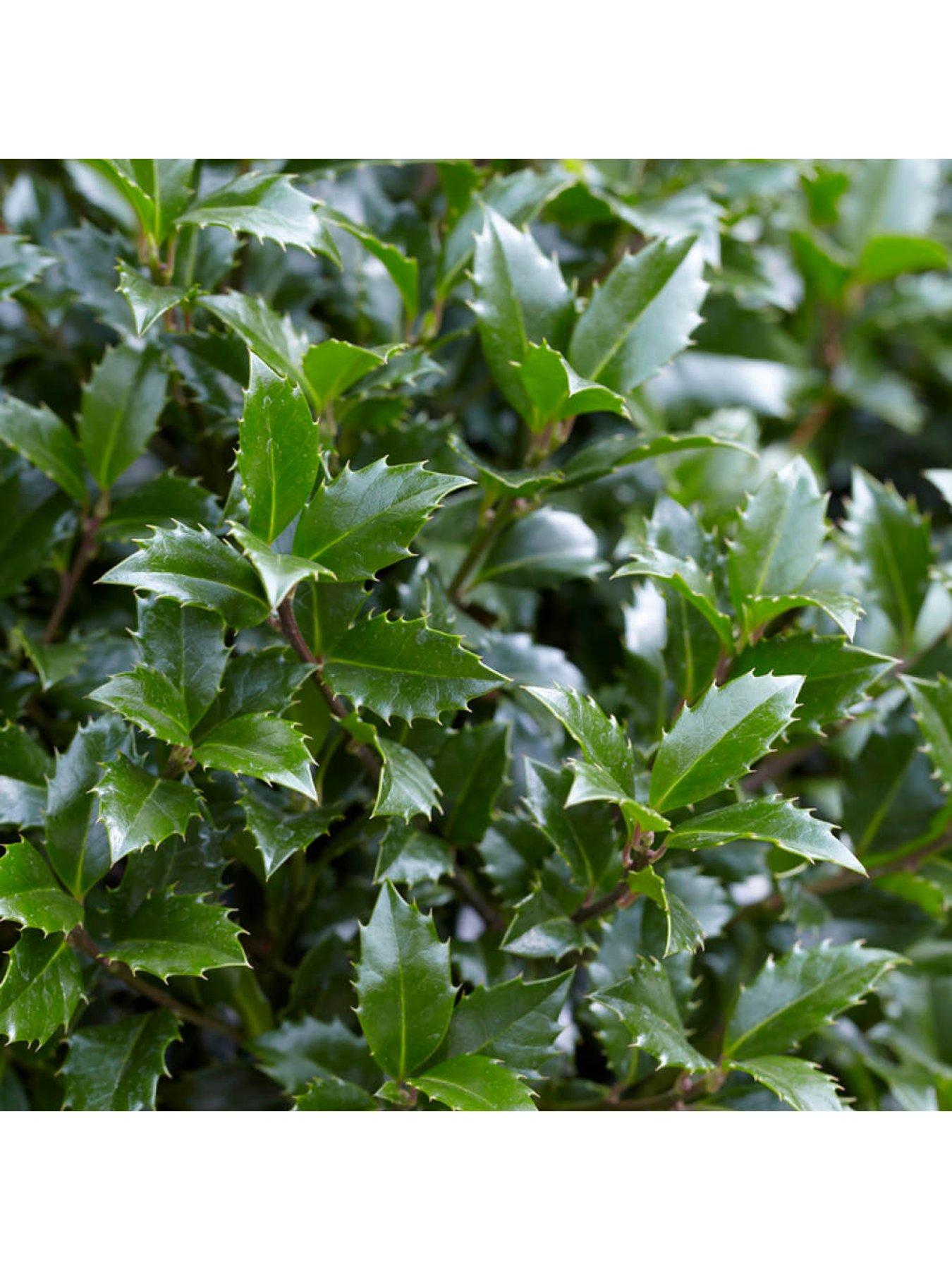  image of you-garden-pair-of-gift-wrapped-standard-holly-trees