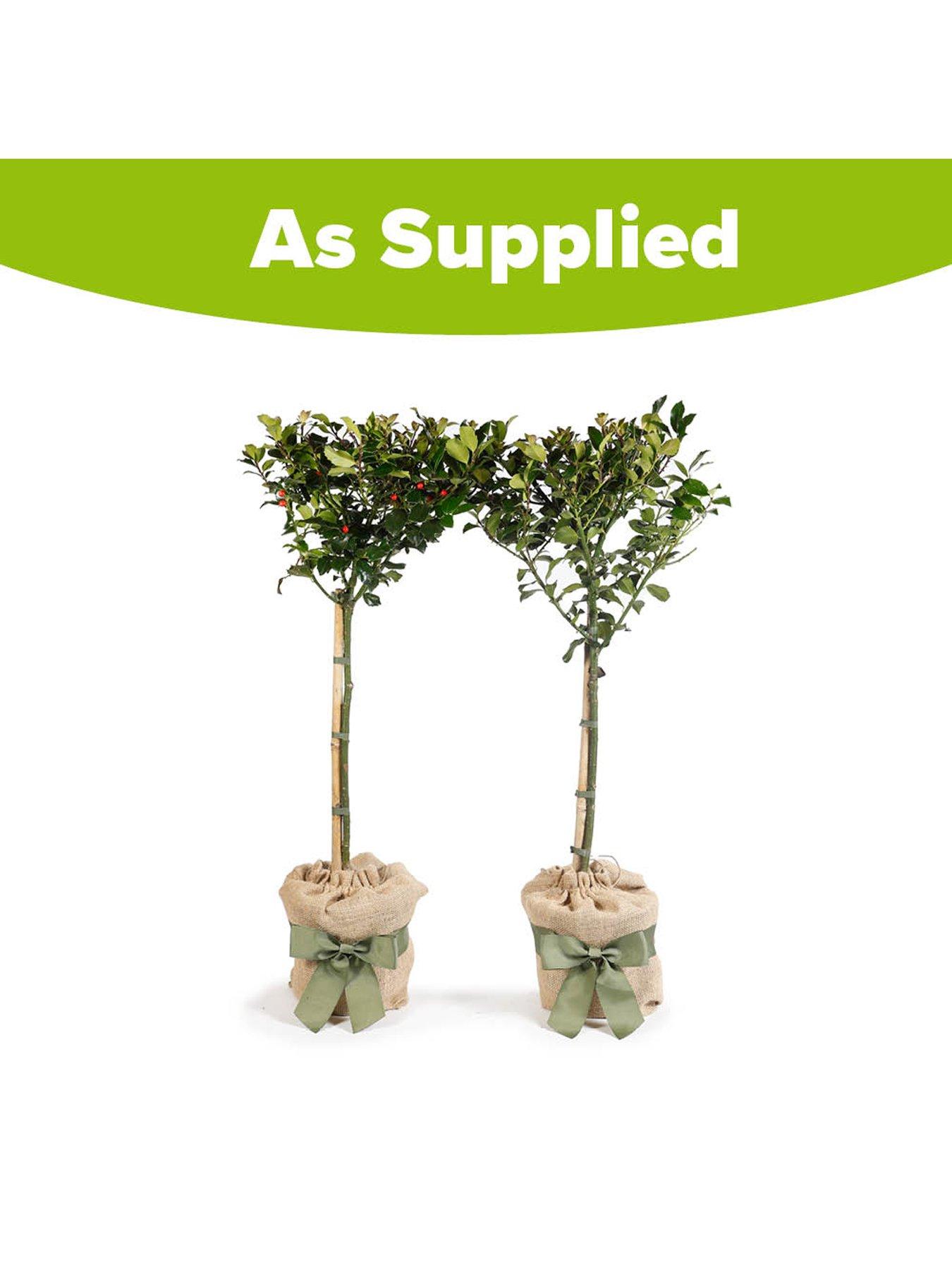  image of you-garden-pair-of-gift-wrapped-standard-holly-trees