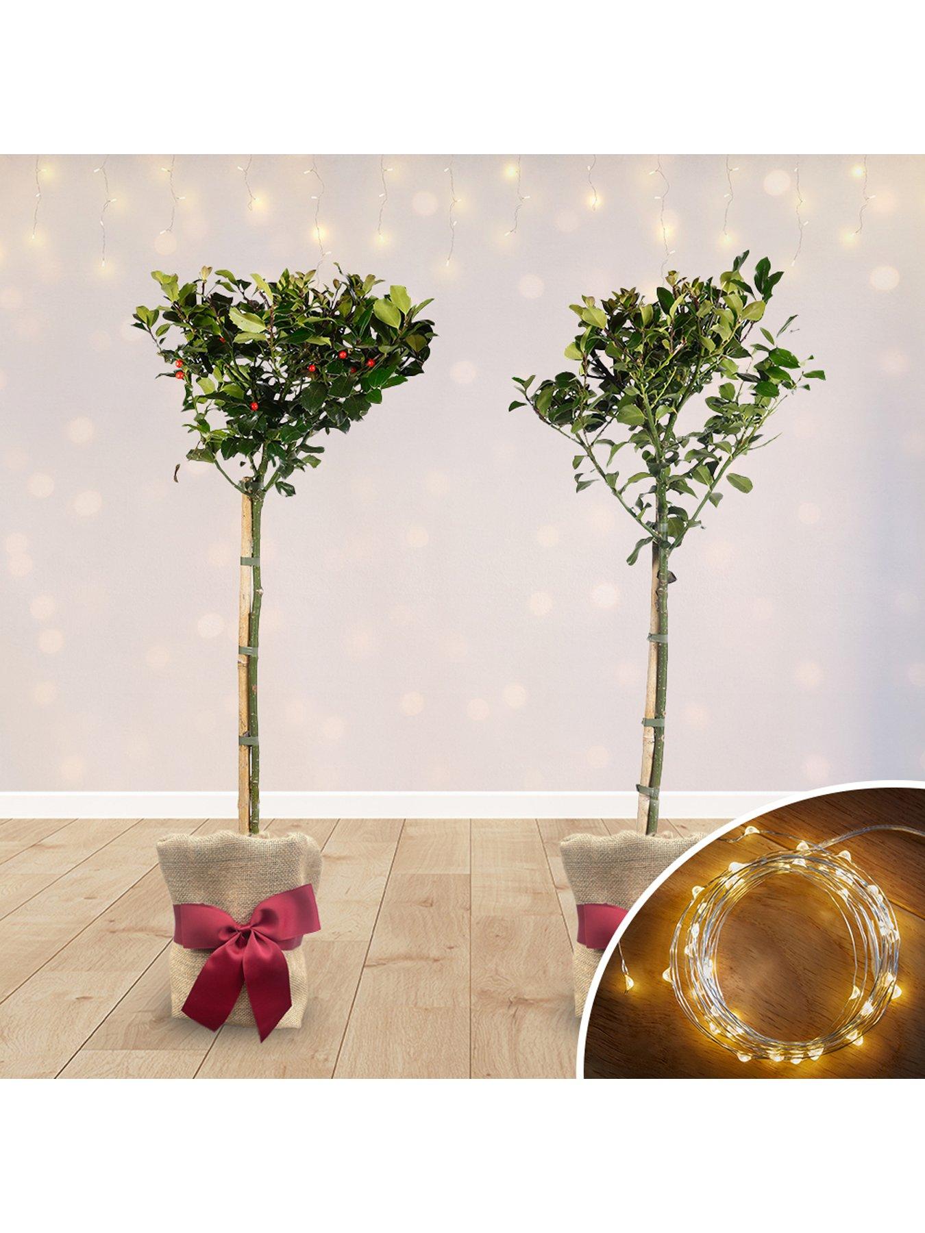 Image 1 of 6 of You Garden Pair of Gift Wrapped Standard Holly Trees with Lights