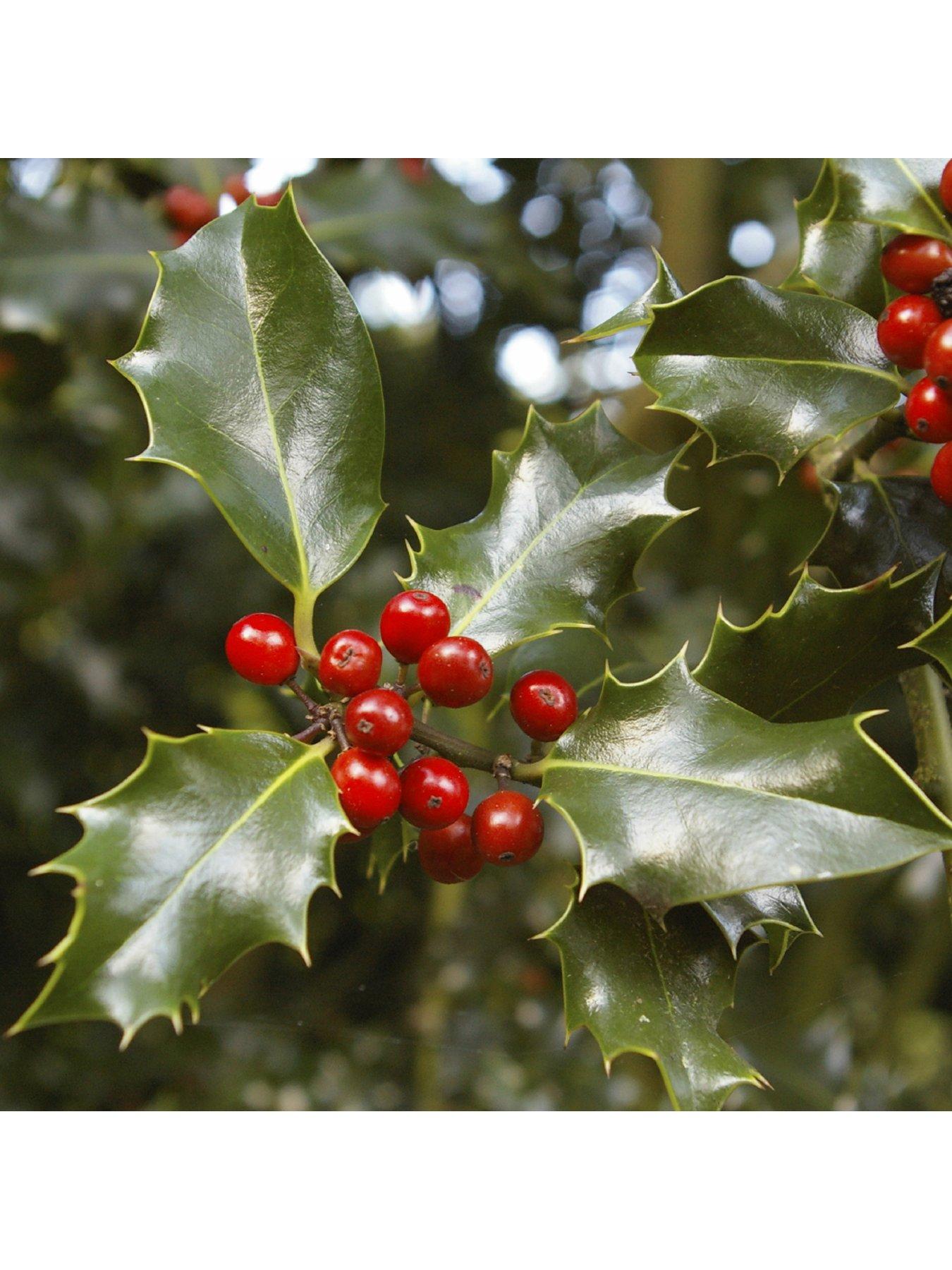 Image 4 of 6 of You Garden Pair of Gift Wrapped Standard Holly Trees with Lights