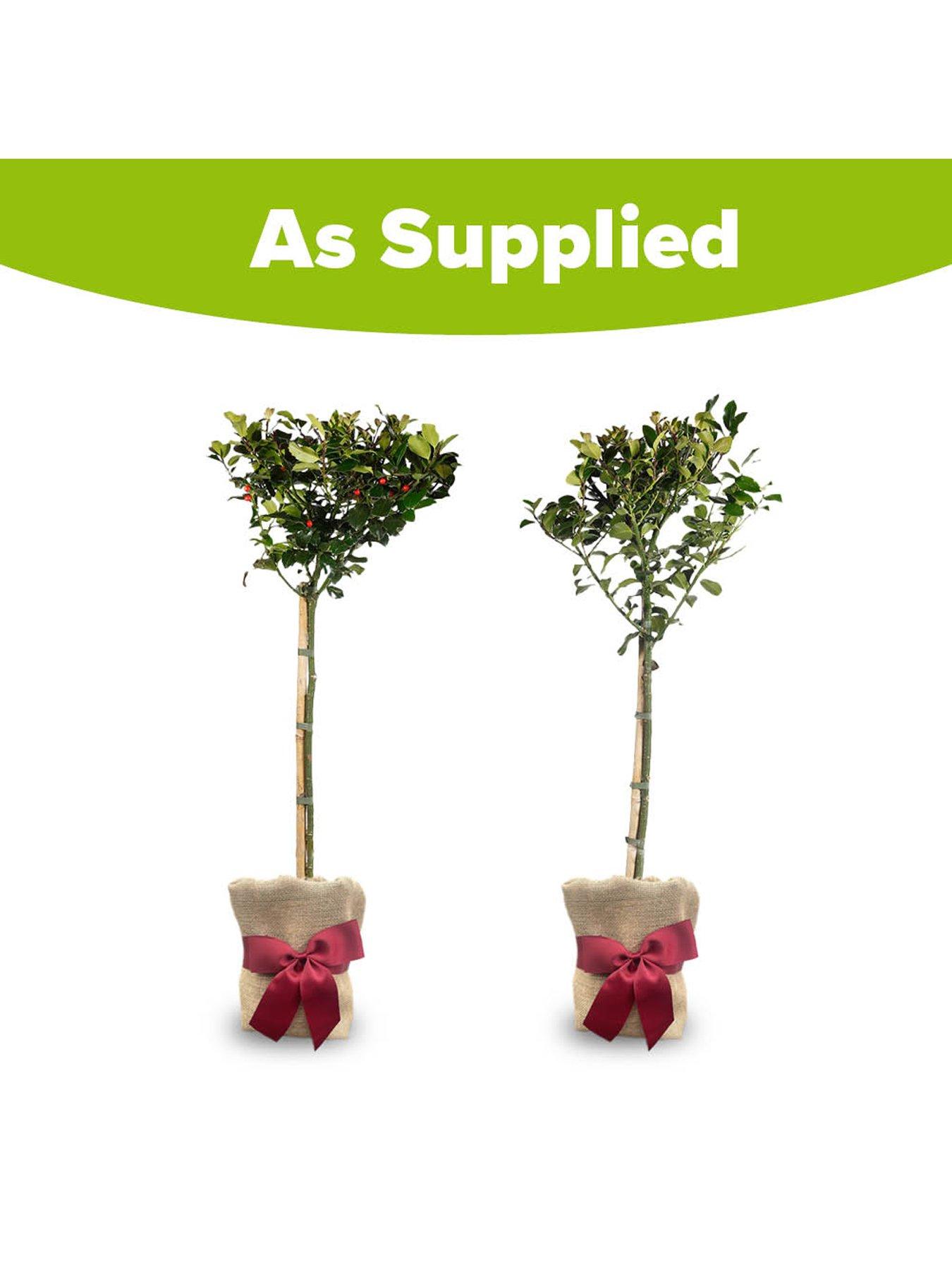 Image 6 of 6 of You Garden Pair of Gift Wrapped Standard Holly Trees with Lights