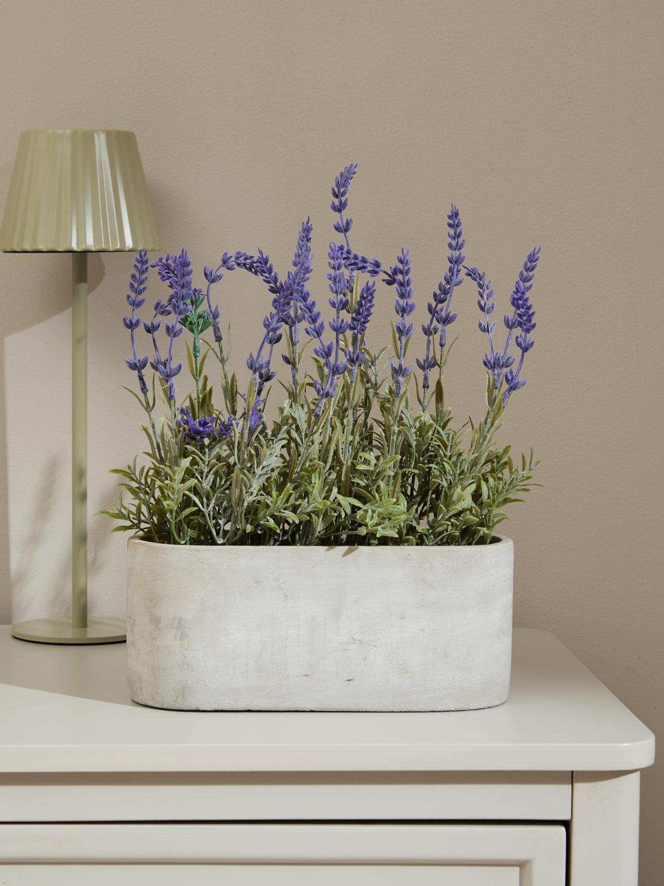front image of the-very-collection-28cm-lavender-in-cement-pot