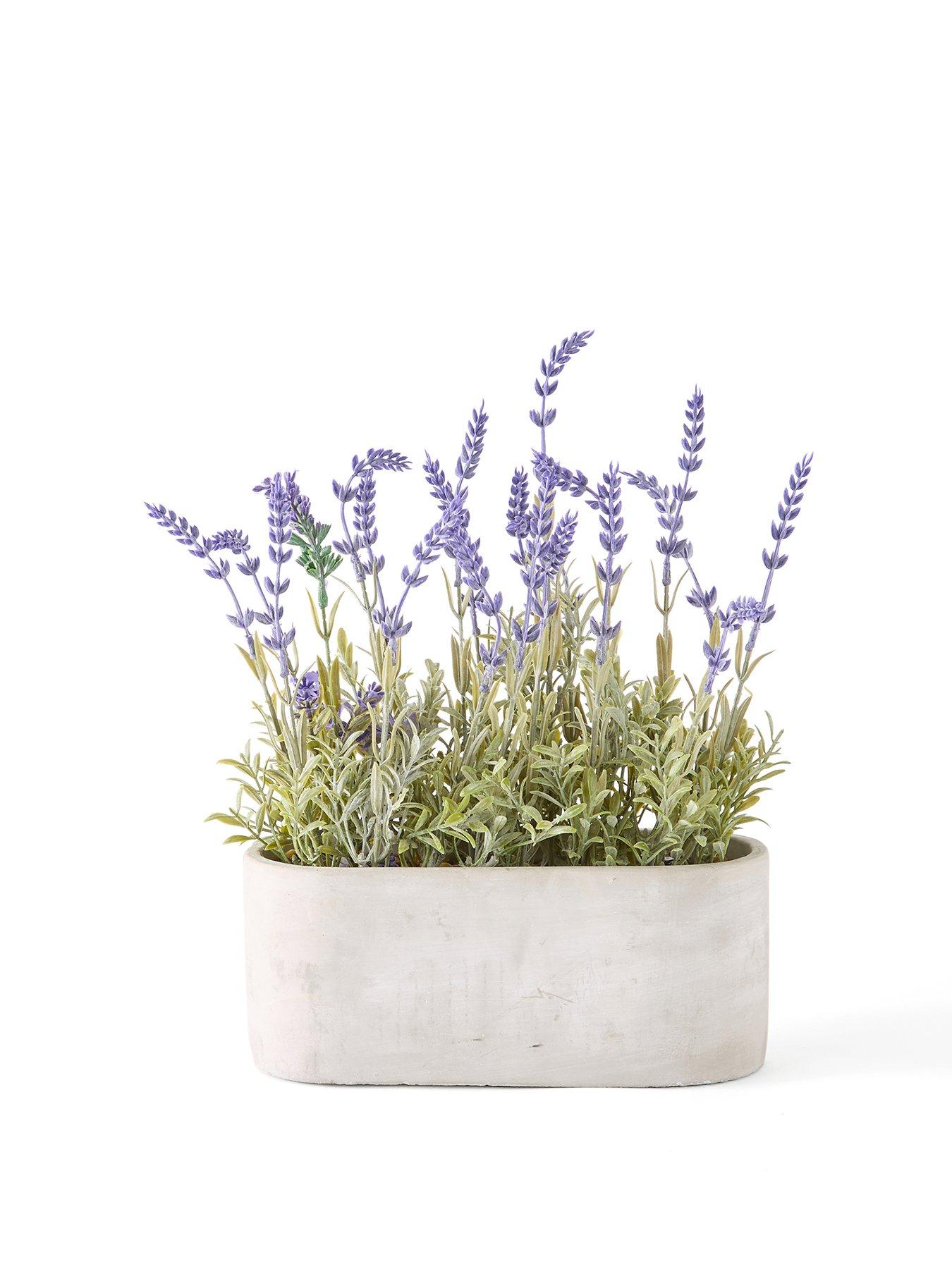  image of the-very-collection-28cm-lavender-in-cement-pot