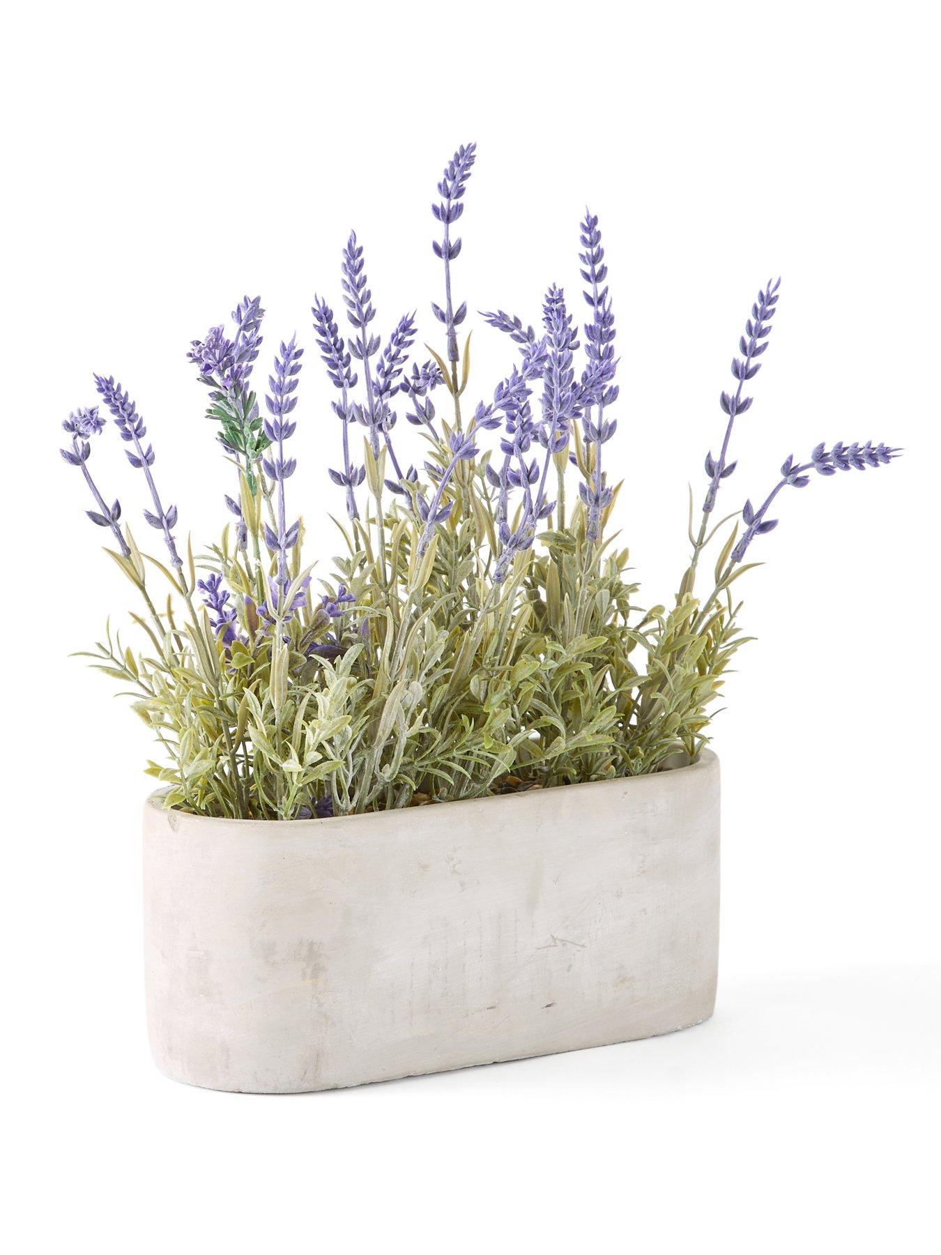  image of the-very-collection-28cm-lavender-in-cement-pot