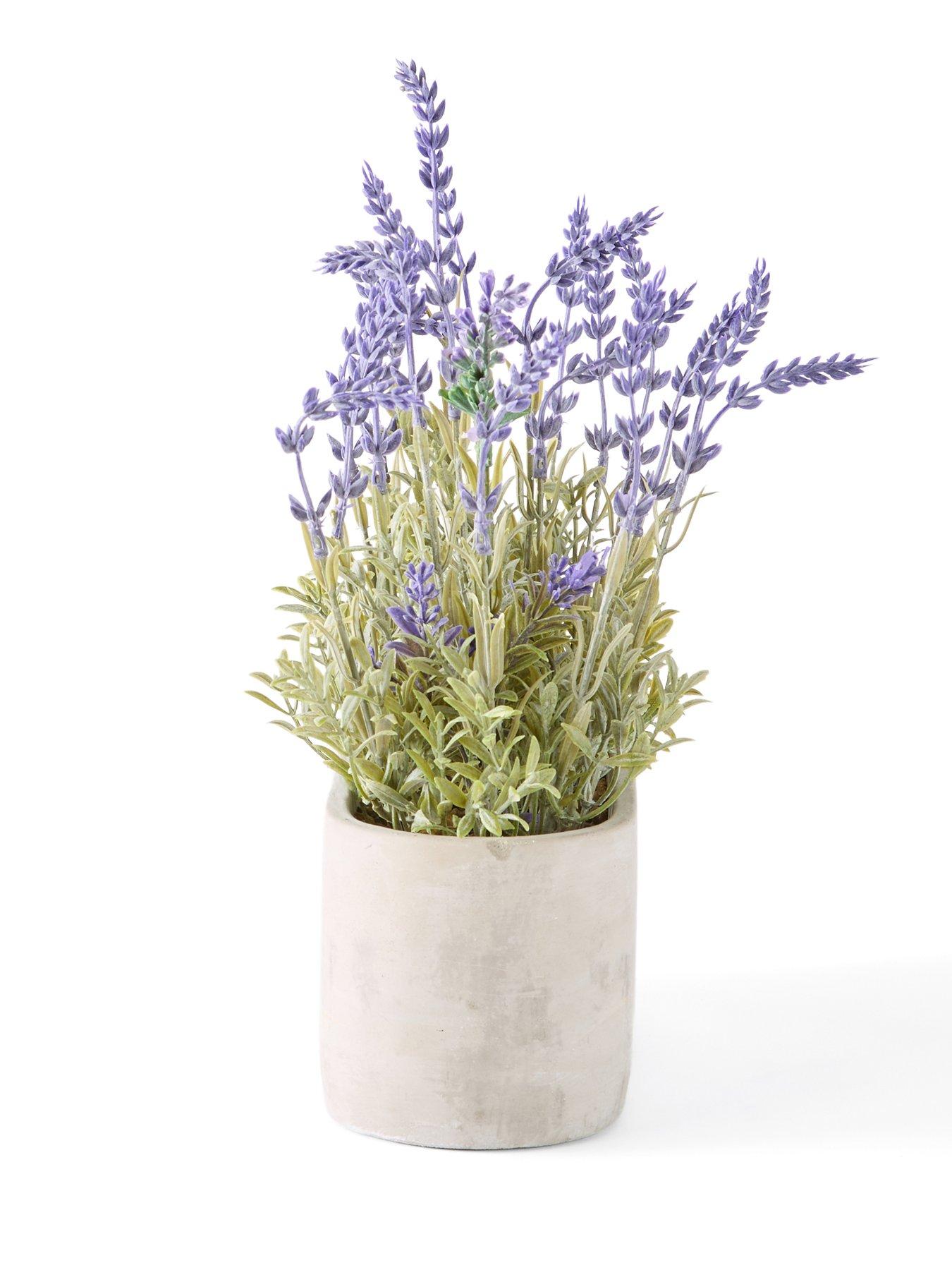  image of the-very-collection-28cm-lavender-in-cement-pot