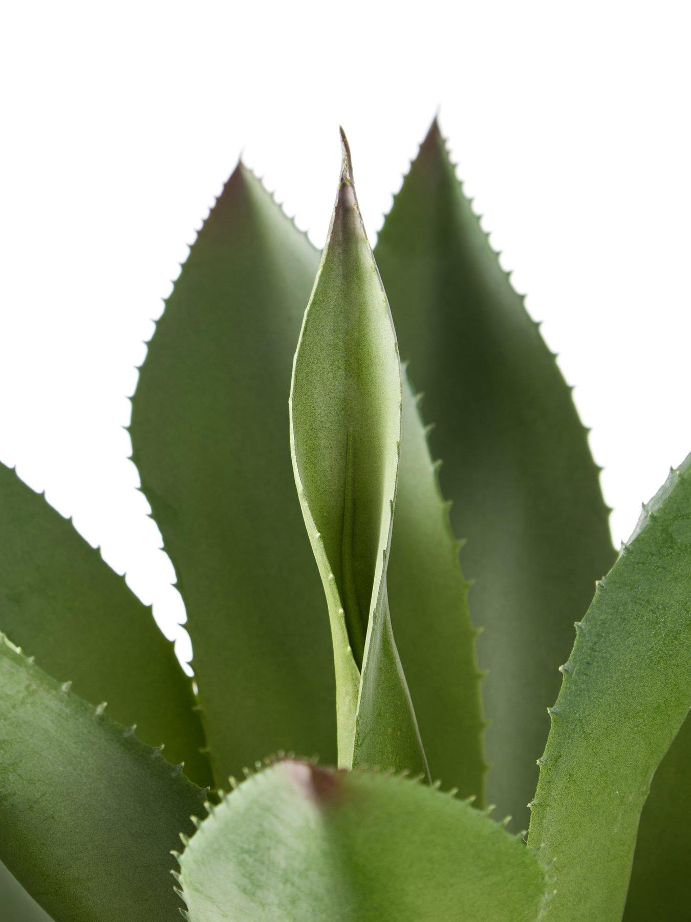 Image 5 of 6 of The Very Collection 57cm Agave in Plastic Pot