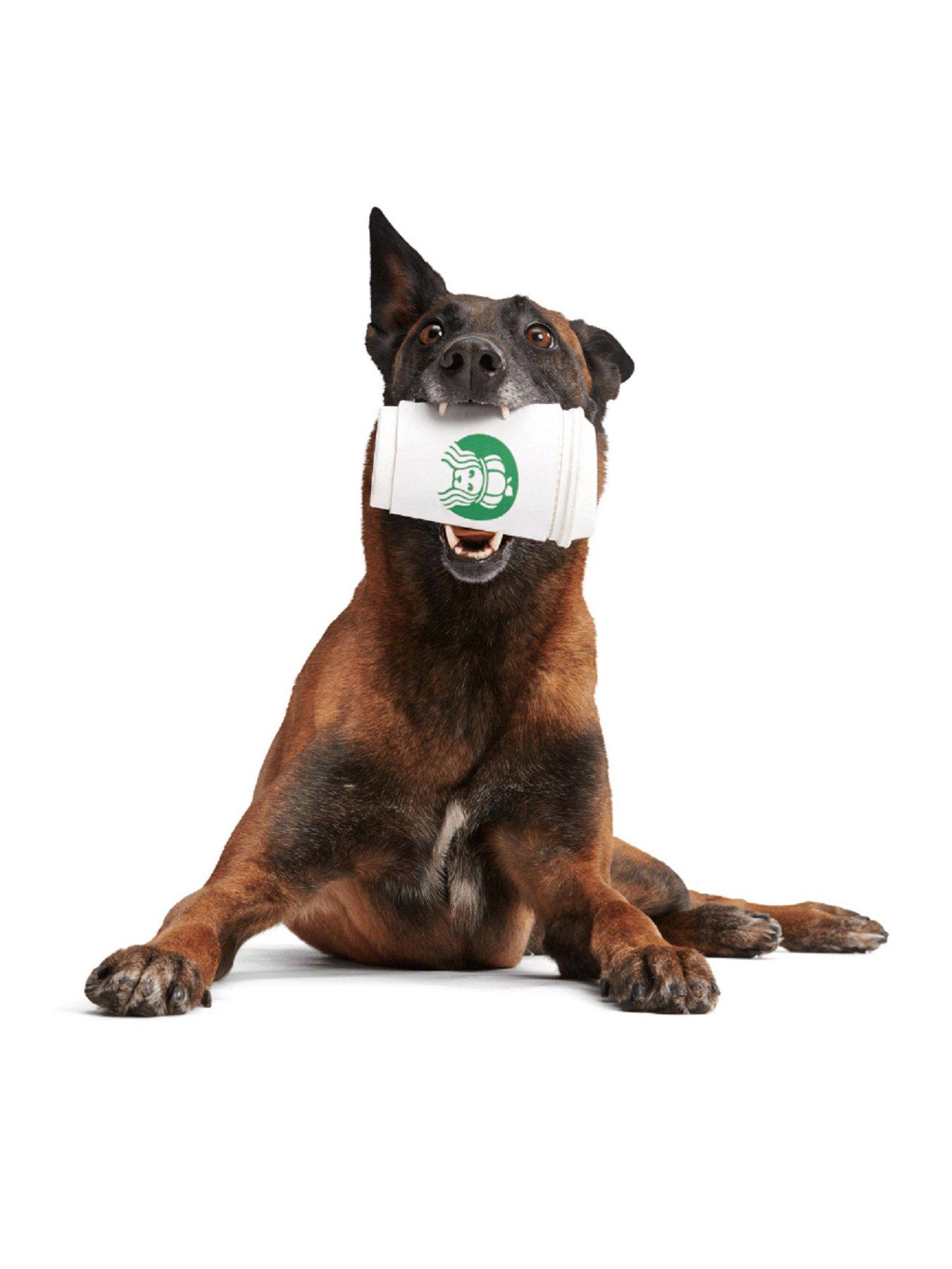 front image of bark-pupkin-spice-yappucino-dog-toy