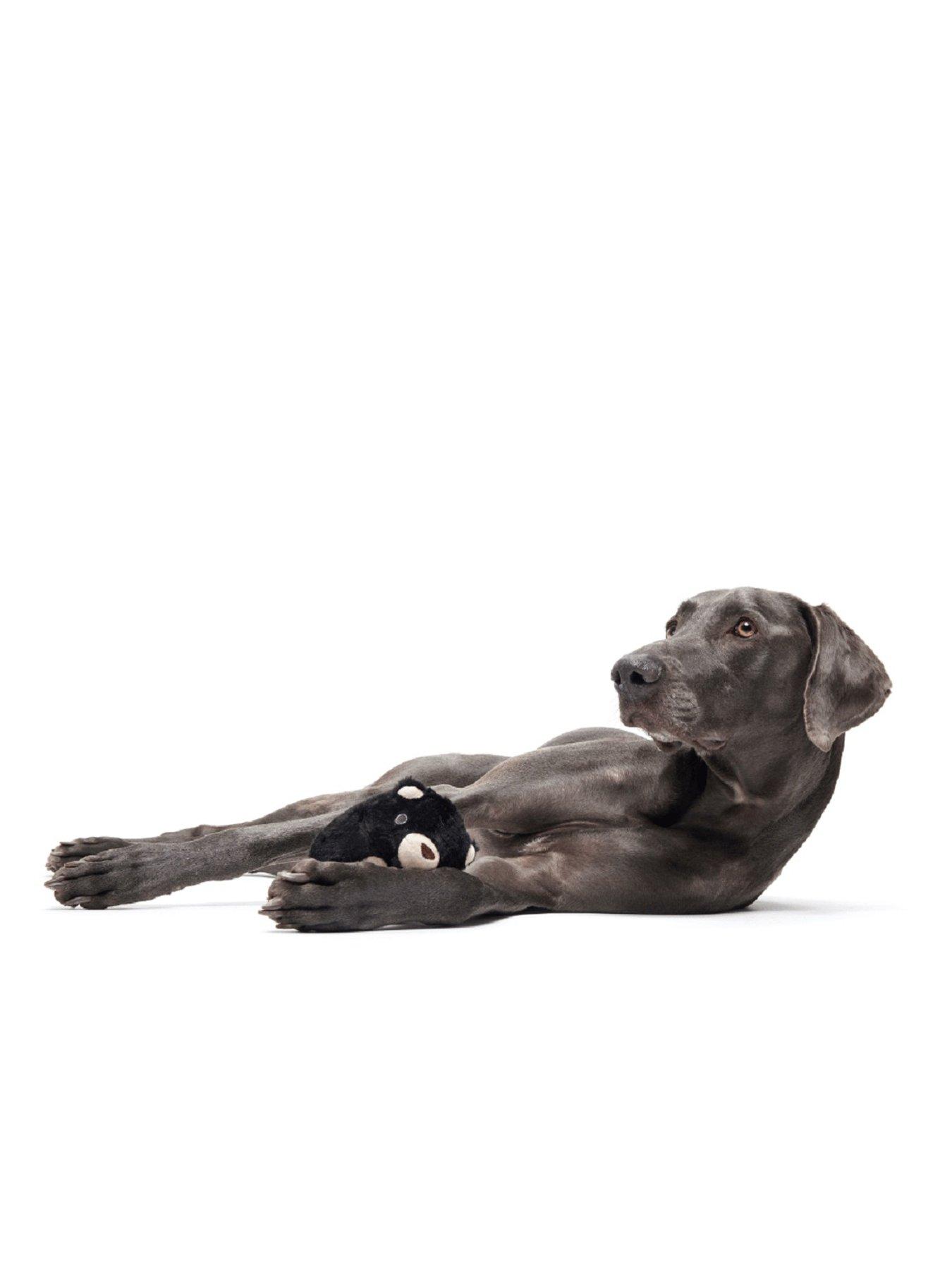  image of bark-black-bear-bones-dog-toy