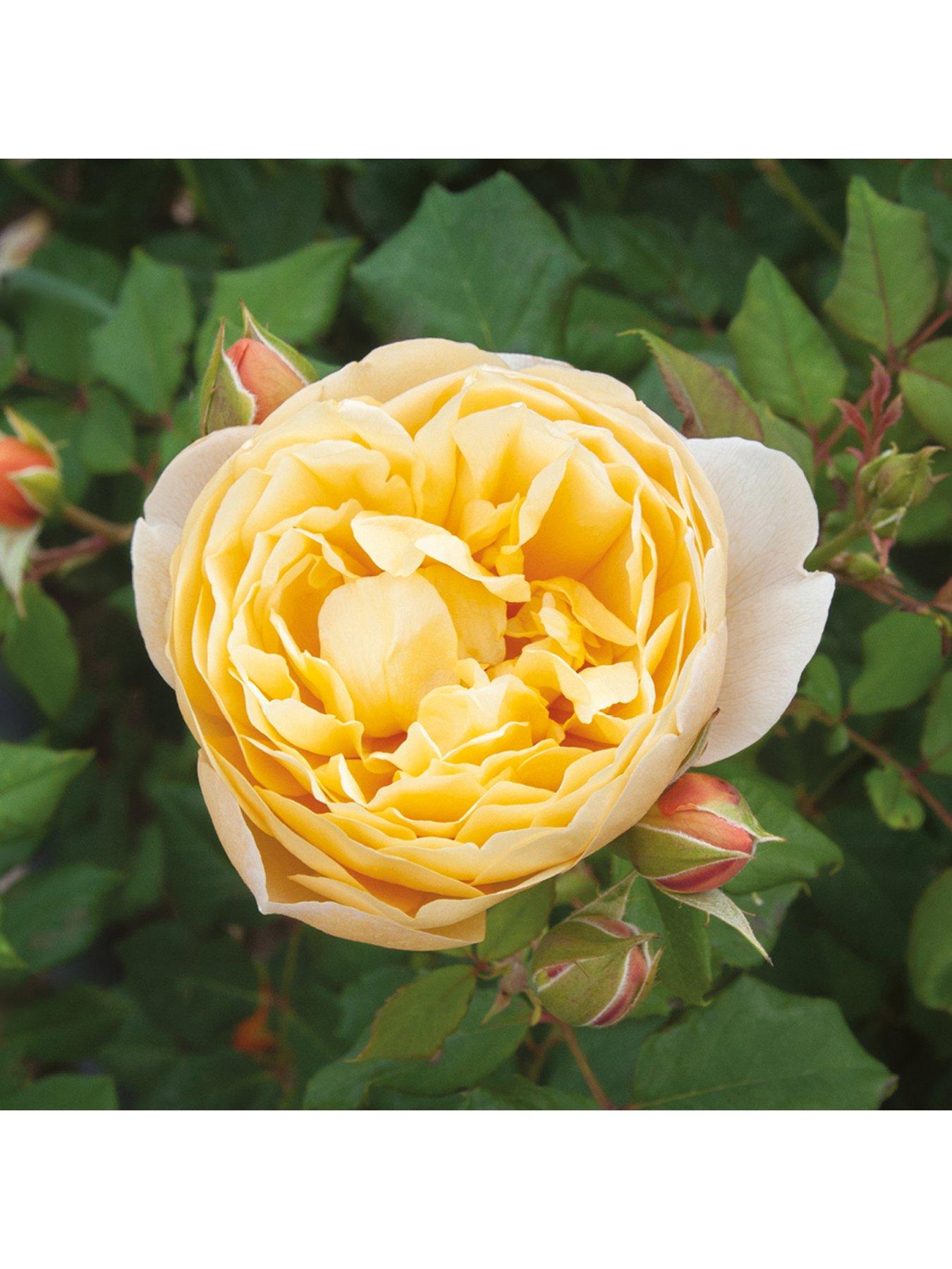 Image 2 of 7 of You Garden Old English Shrub Rose Collection br x 5
