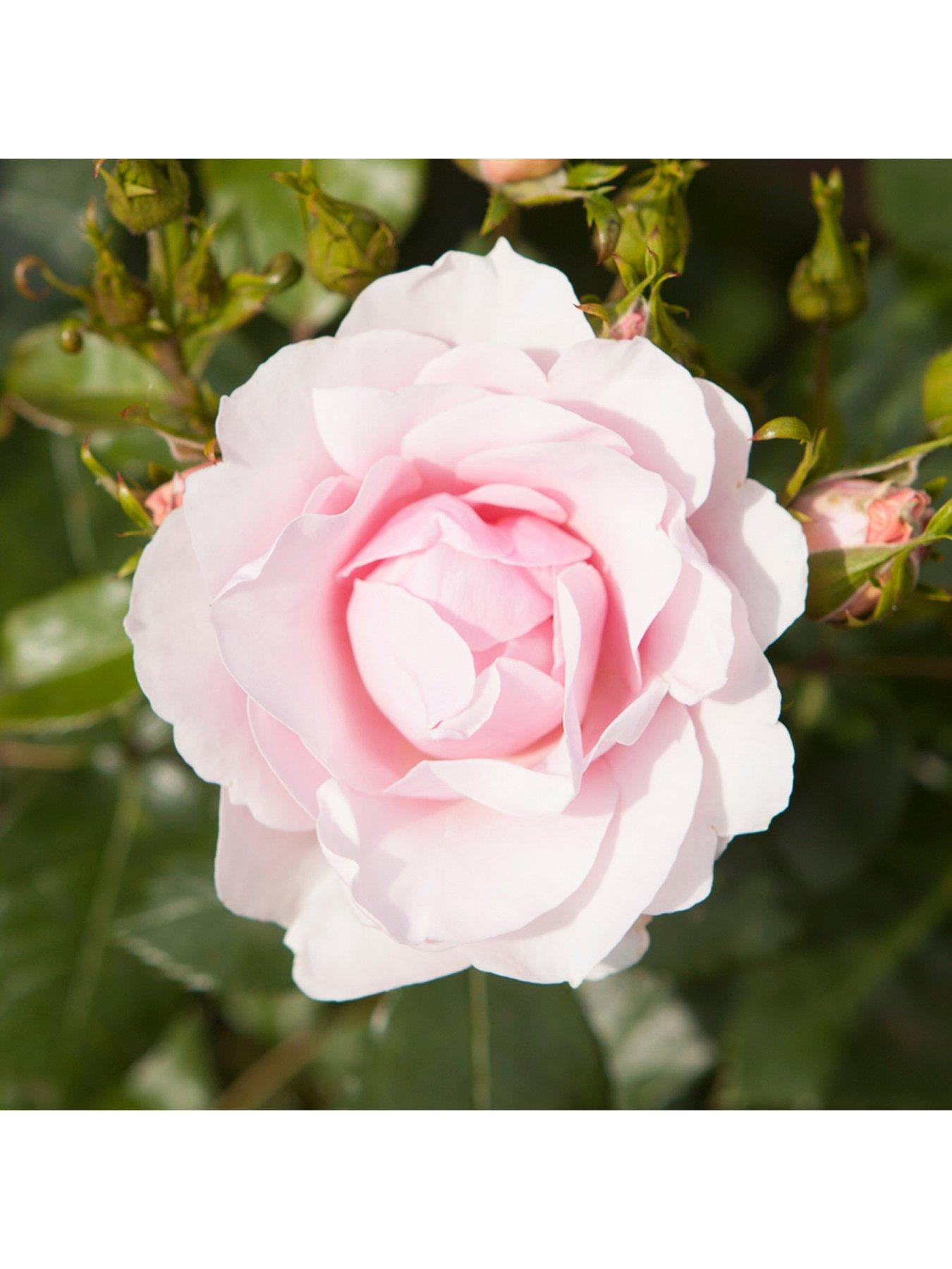 Image 3 of 7 of You Garden Old English Shrub Rose Collection br x 5