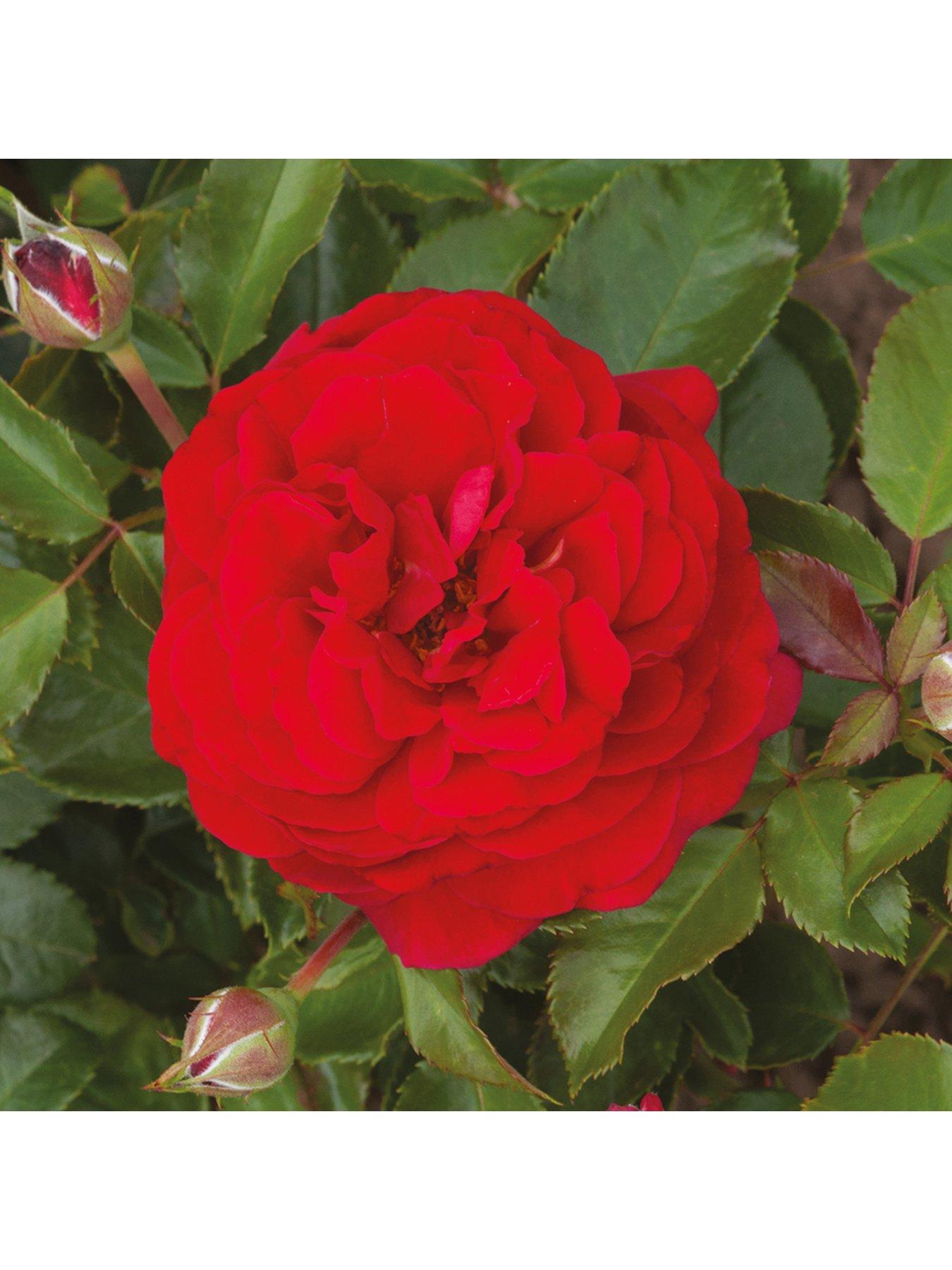 Image 4 of 7 of You Garden Old English Shrub Rose Collection br x 5