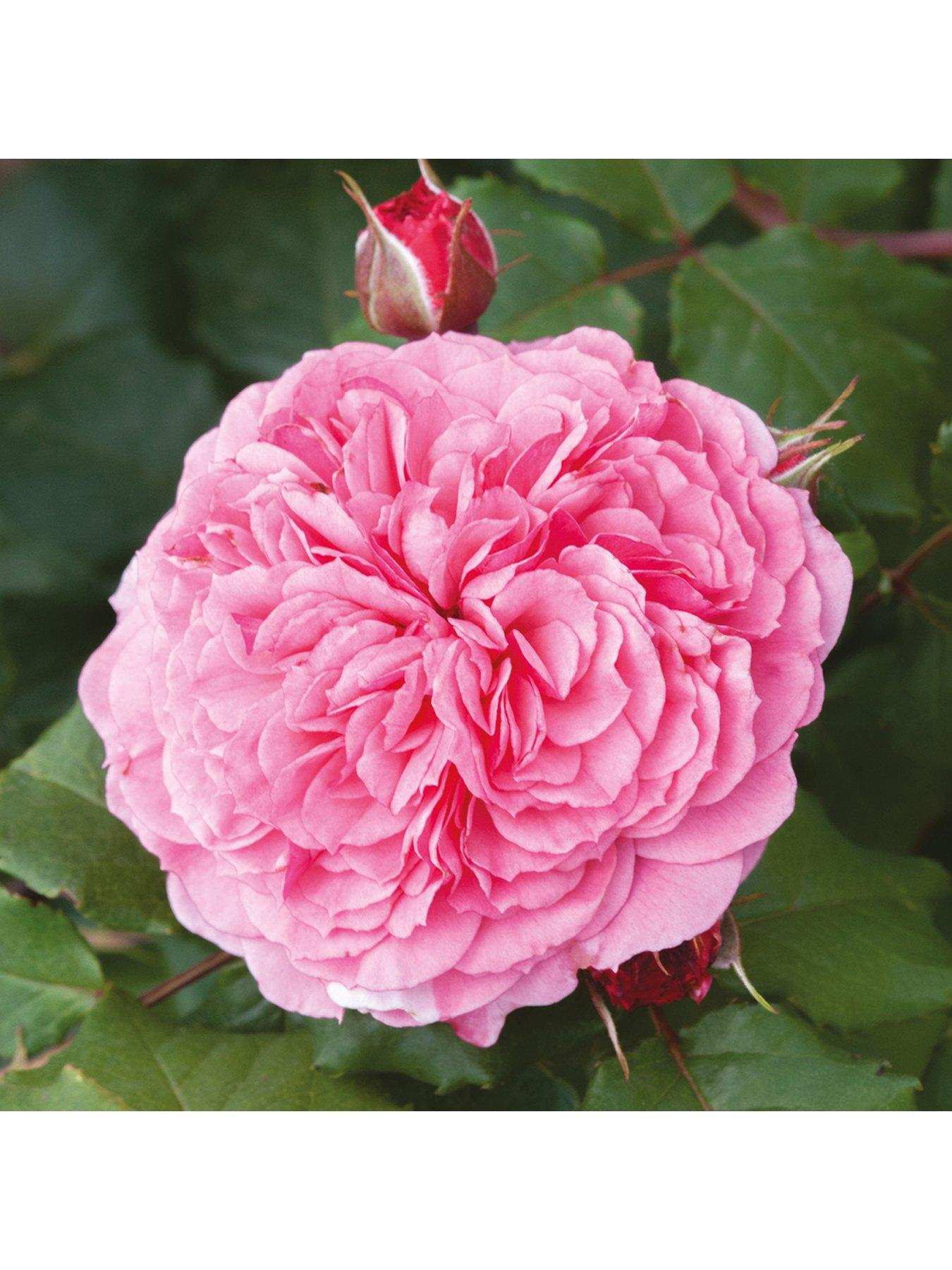 Image 5 of 7 of You Garden Old English Shrub Rose Collection br x 5
