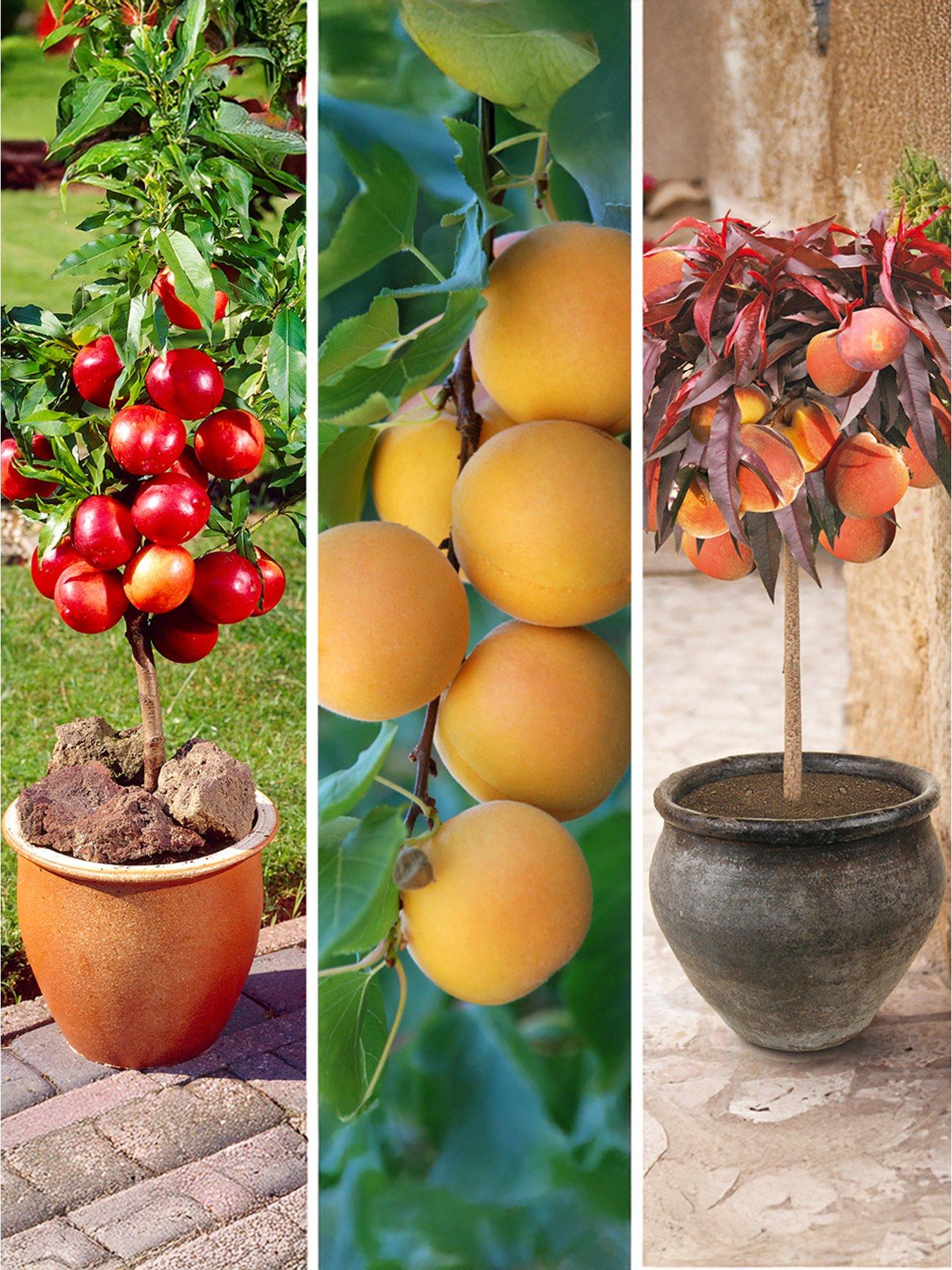 Image 1 of 4 of You Garden Stone Fruit Bare Root Collection(Apricot, Nectarine, Peach)