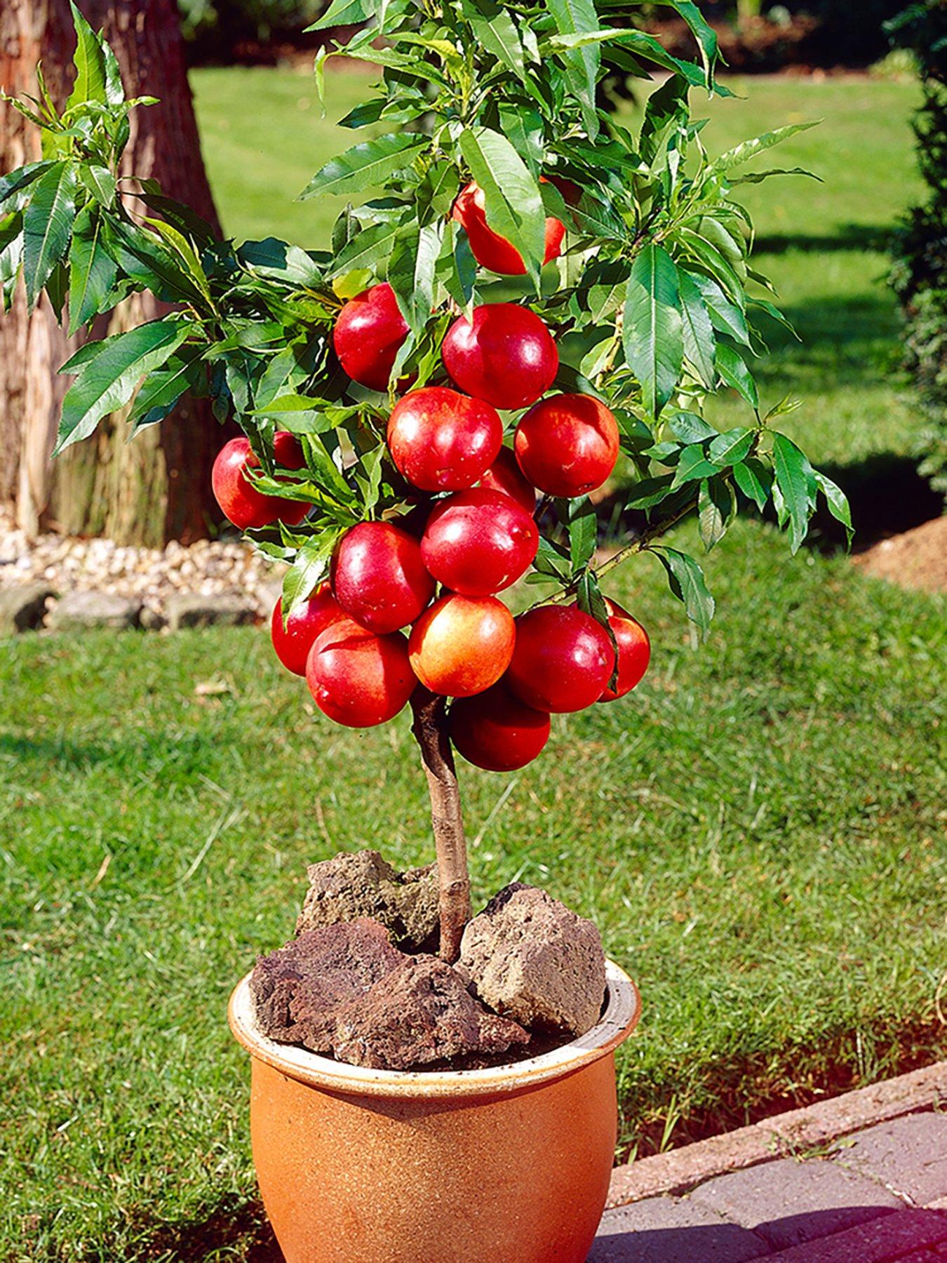 Image 2 of 4 of You Garden Stone Fruit Bare Root Collection(Apricot, Nectarine, Peach)