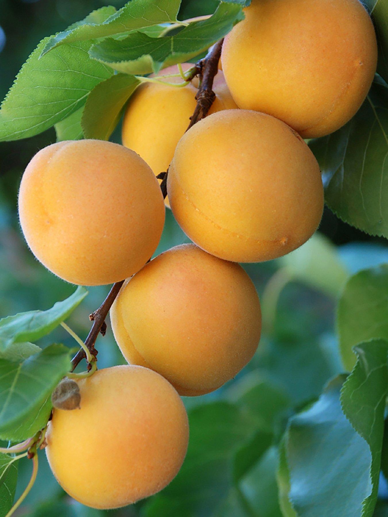 Image 3 of 4 of You Garden Stone Fruit Bare Root Collection(Apricot, Nectarine, Peach)