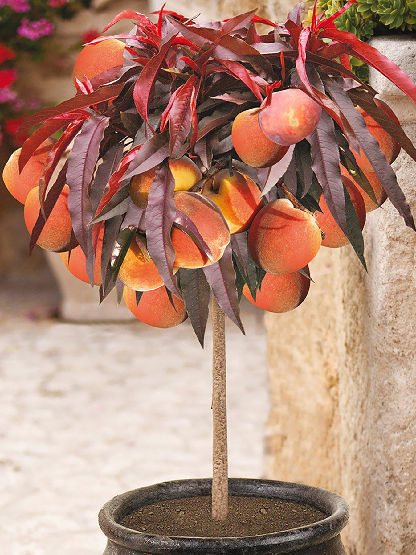 Image 4 of 4 of You Garden Stone Fruit Bare Root Collection(Apricot, Nectarine, Peach)
