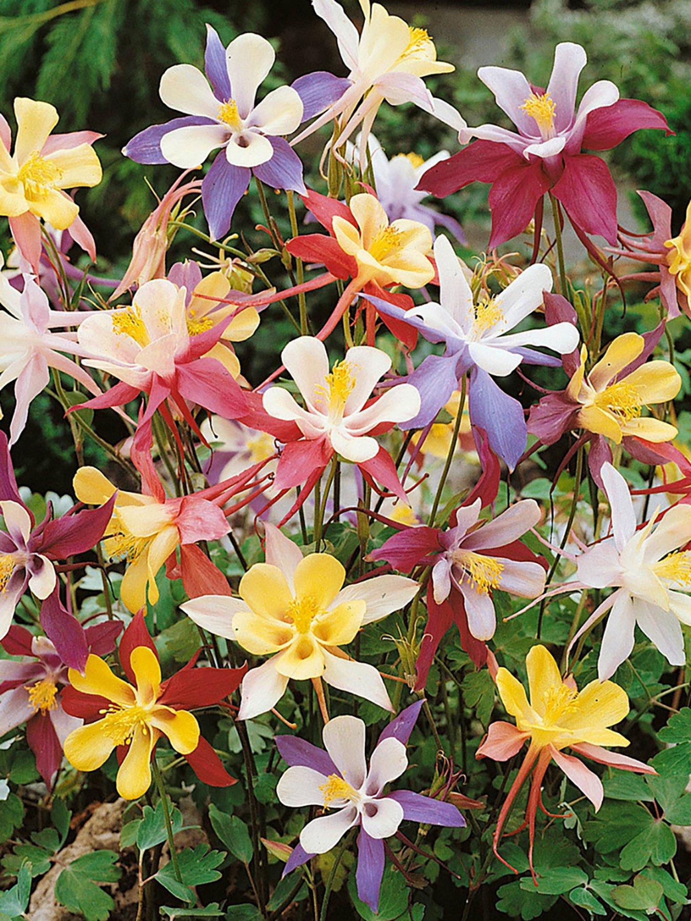  image of you-garden-perfect-for-shade-bare-root-collection